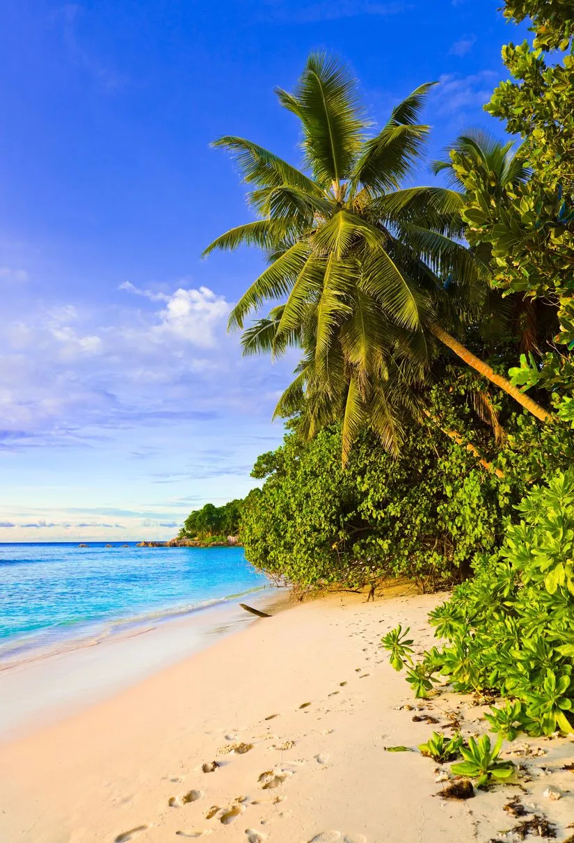 Tropical Palm Beach Wall Mural Your Way