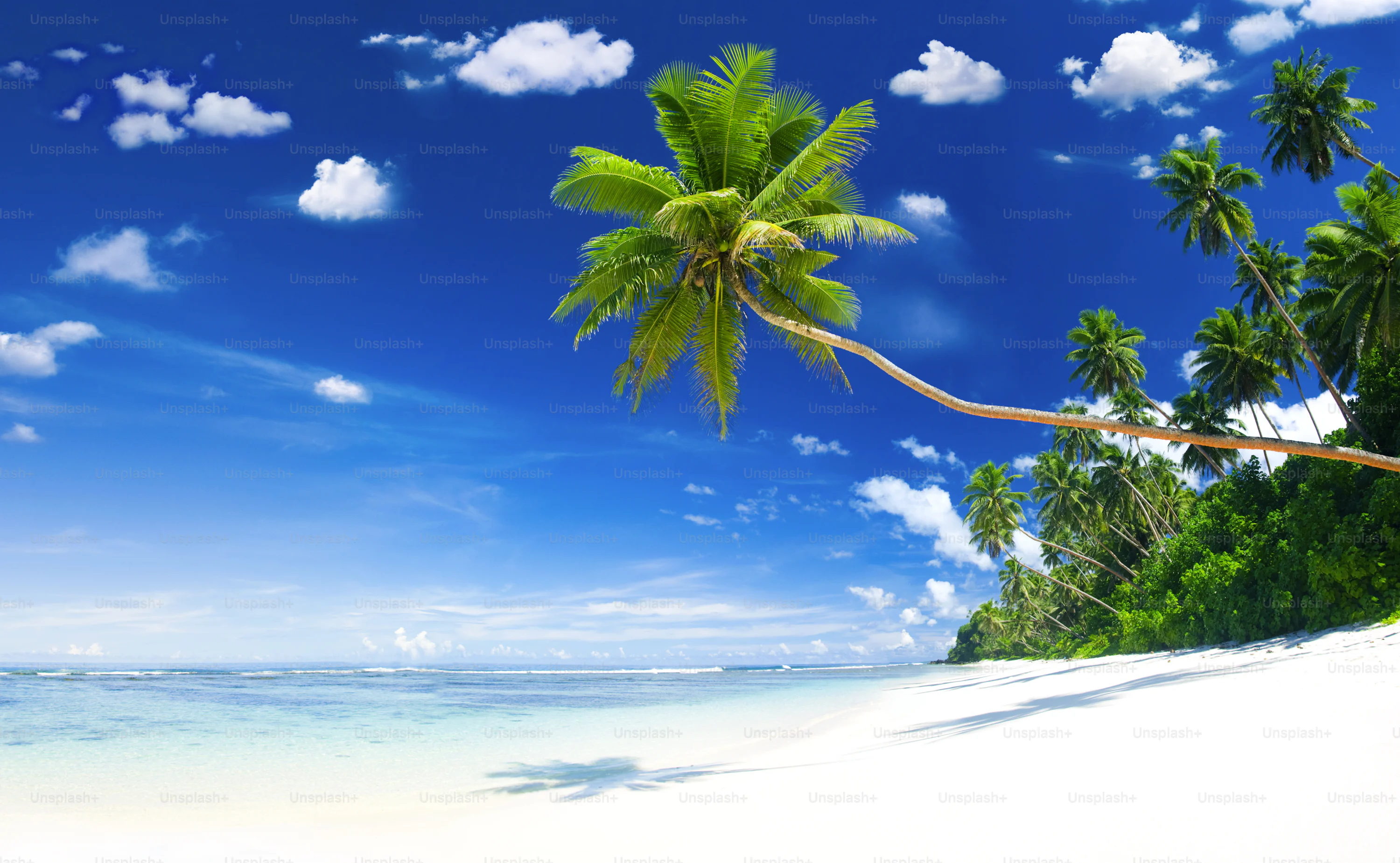 Tropical Beach Picture. Download Free Image