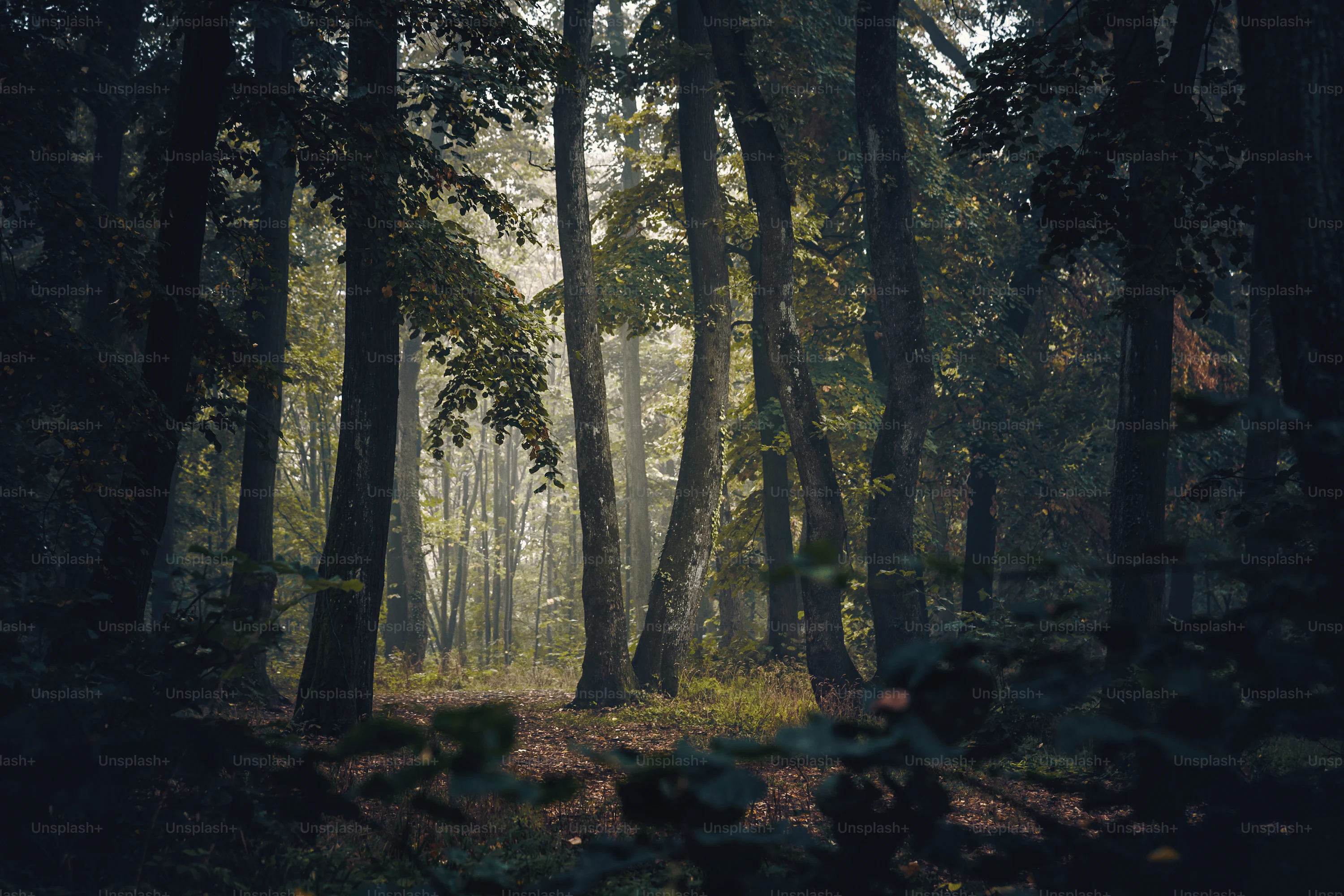 4k Forest Picture. Download Free Image