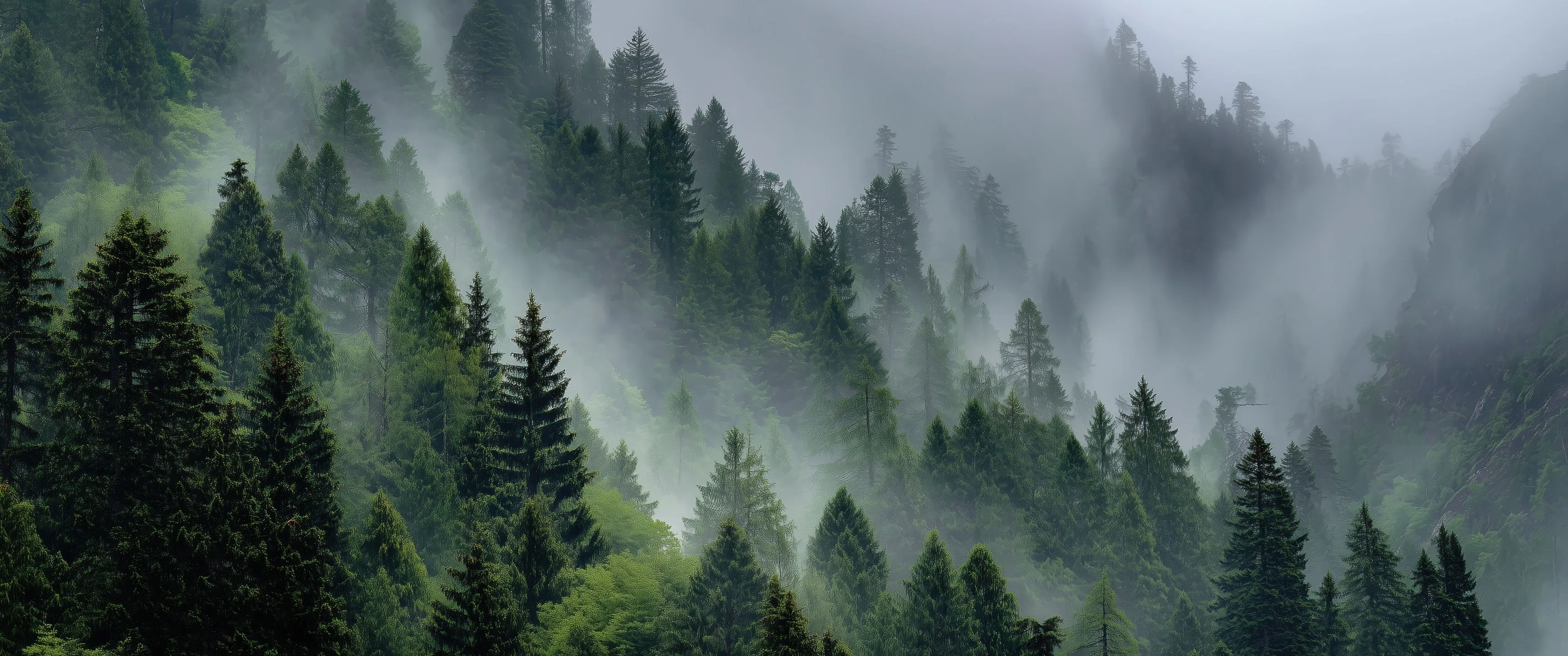Misty Forest Mountains With Lush Green Trees UltraWide Quad HD 1440P , HD 4k Wallpaper, Image, Background, Photos and Picture