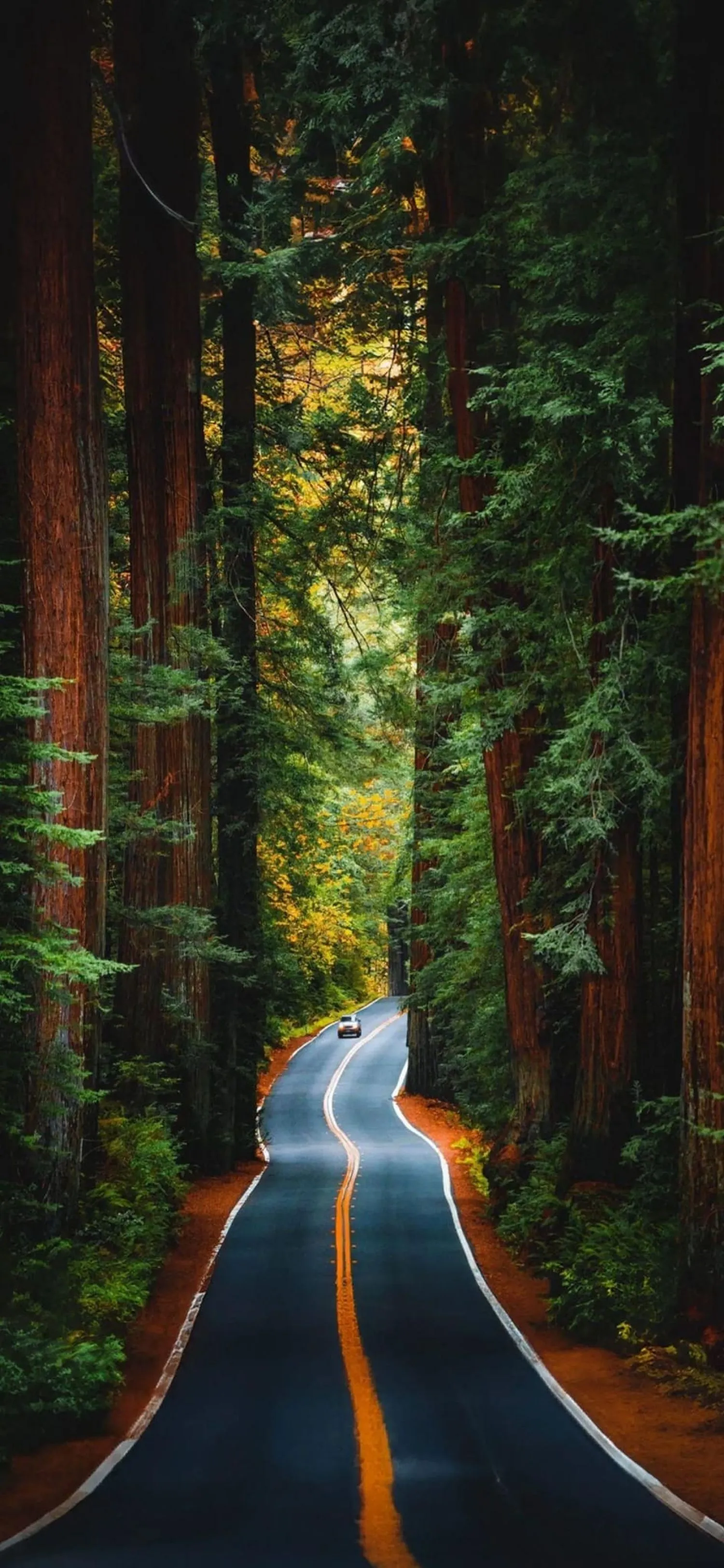 Road In The Forest Tall Trees