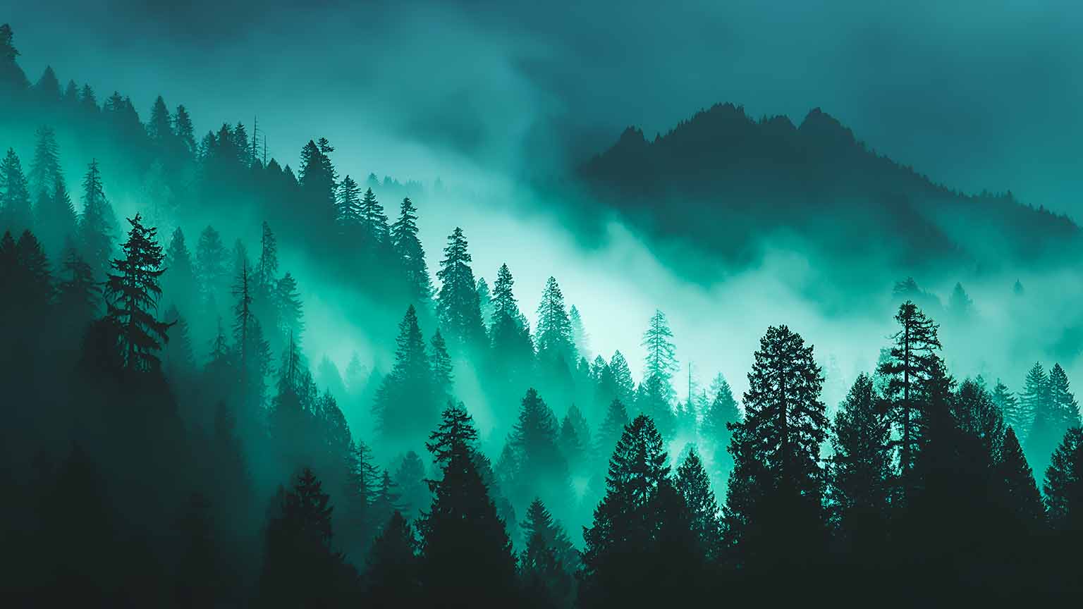 Eerie Teal Forest Foggy Pine Trees Dark Woods Wallpaper 4K