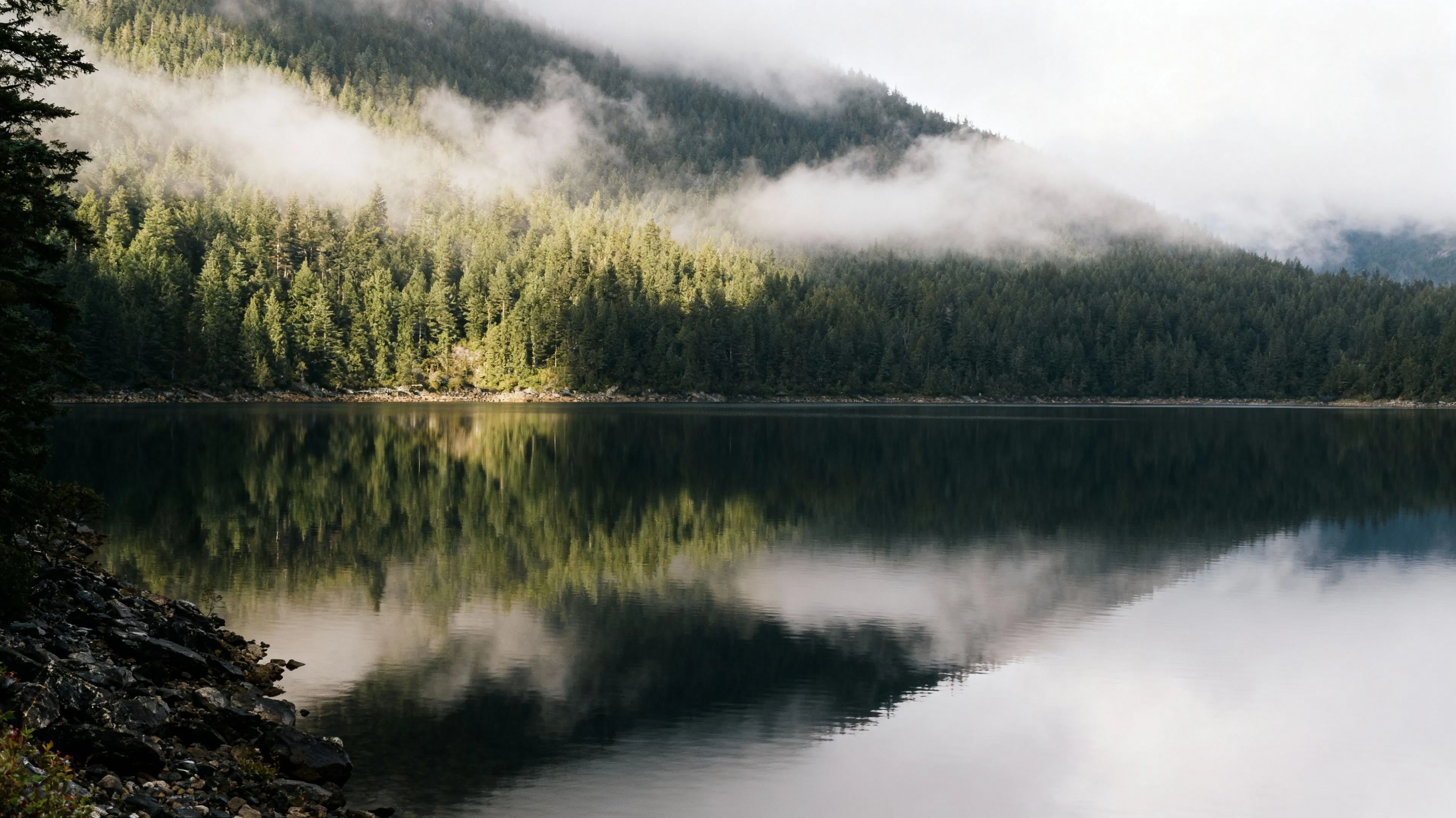 Deep Green Wallpaper: Nature's Serene Background