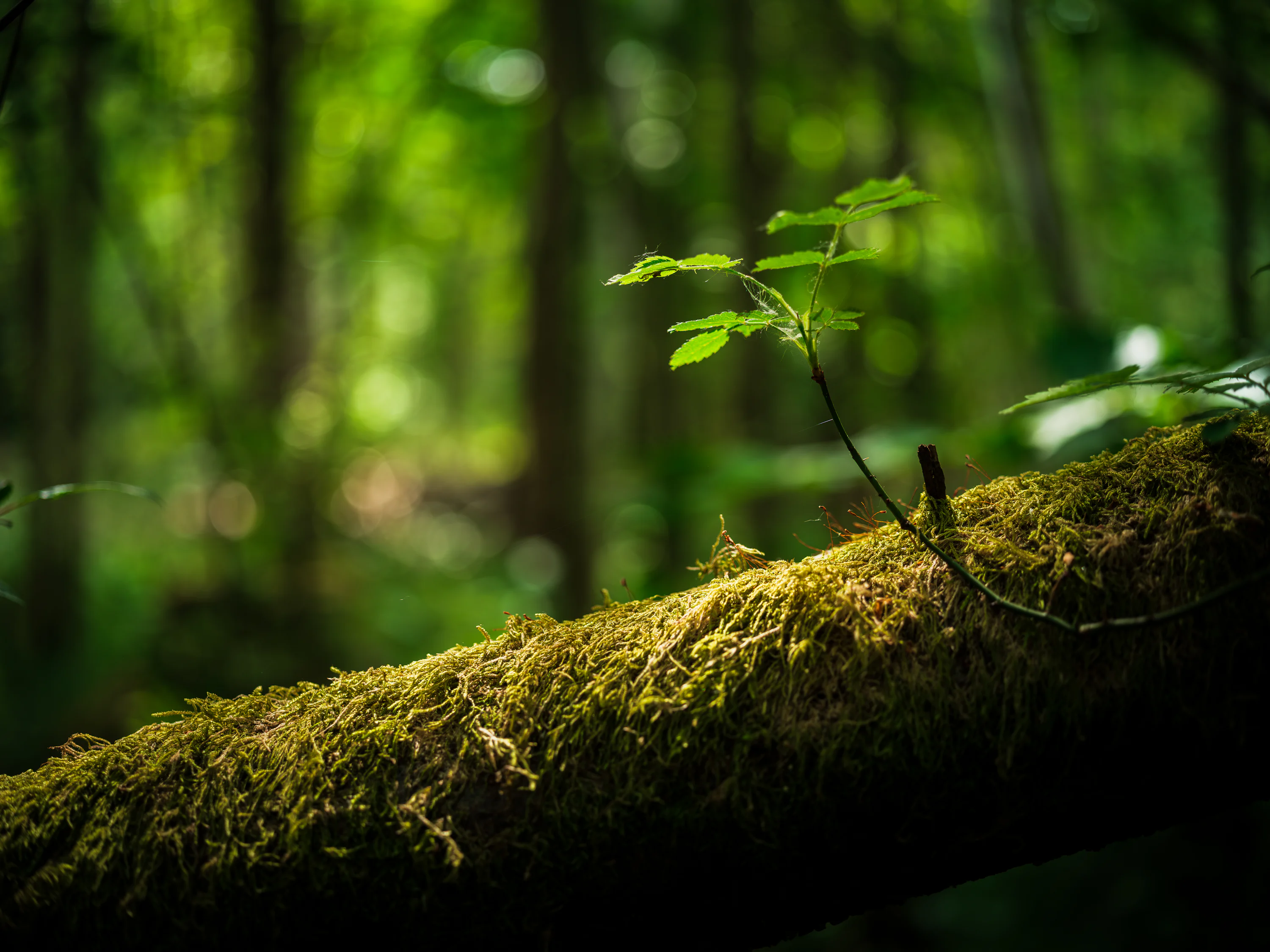 Wallpaper 4k Nature Picture. Download Free Image