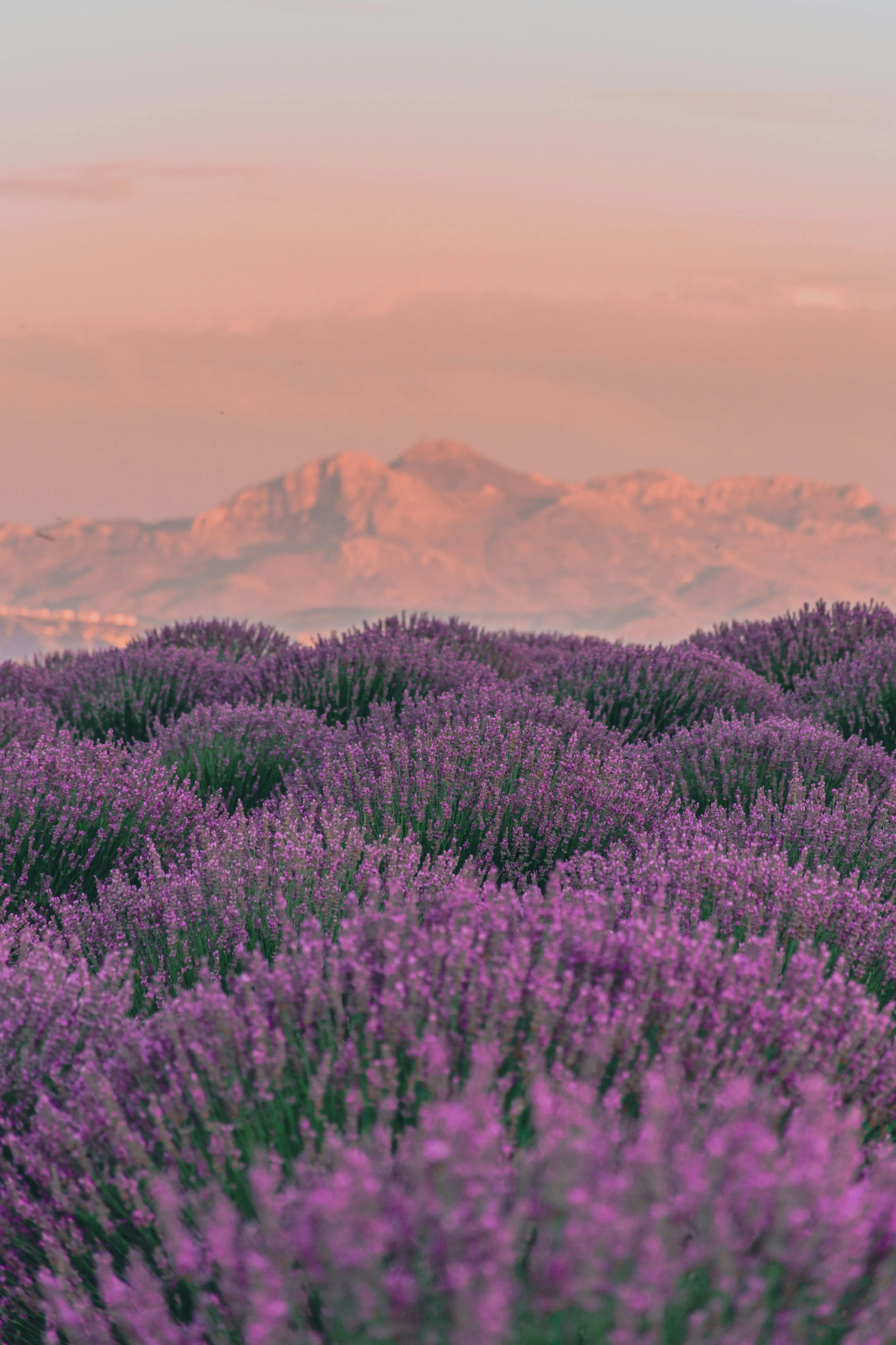 A Lavender Field and Mountains in the Background at Sunset · Free