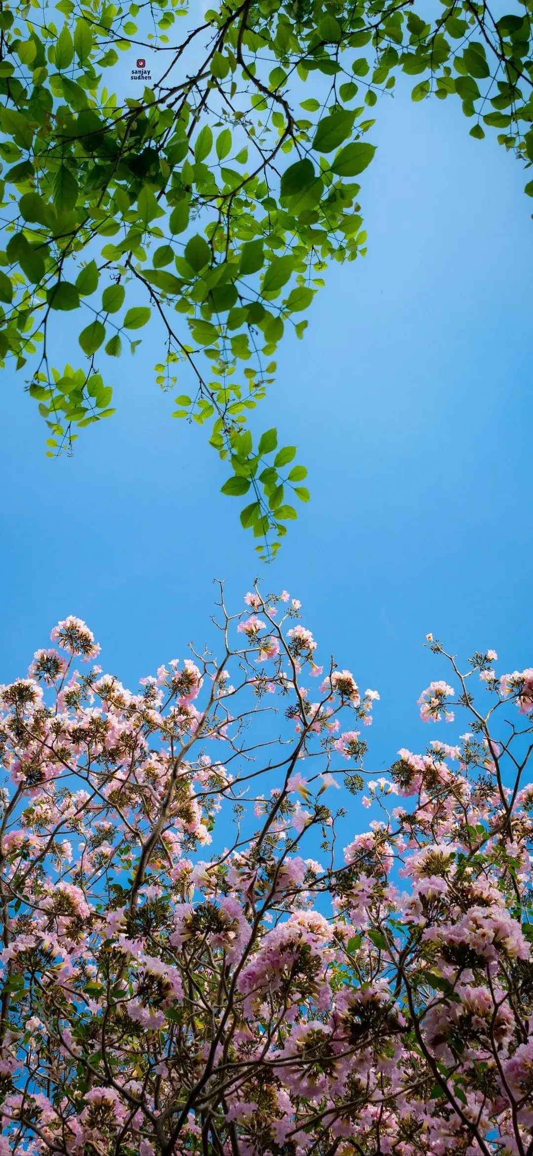Nature And Landscape Leave And Flowers From Below Best IPhone Wallpaper Background And For Apple IOS 26 In 2025 2026 And 2027 From Reddit