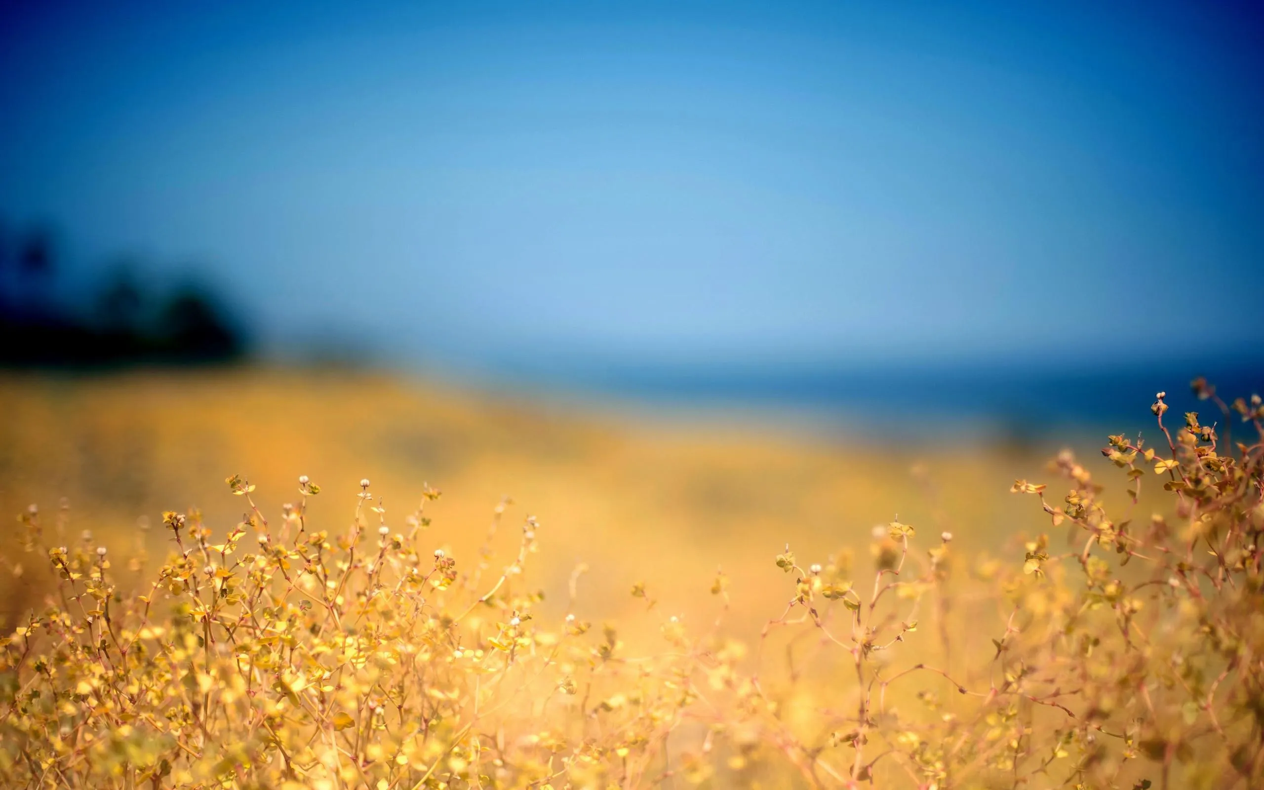 Beautiful Flower Field Wallpaper Desktop Background Image