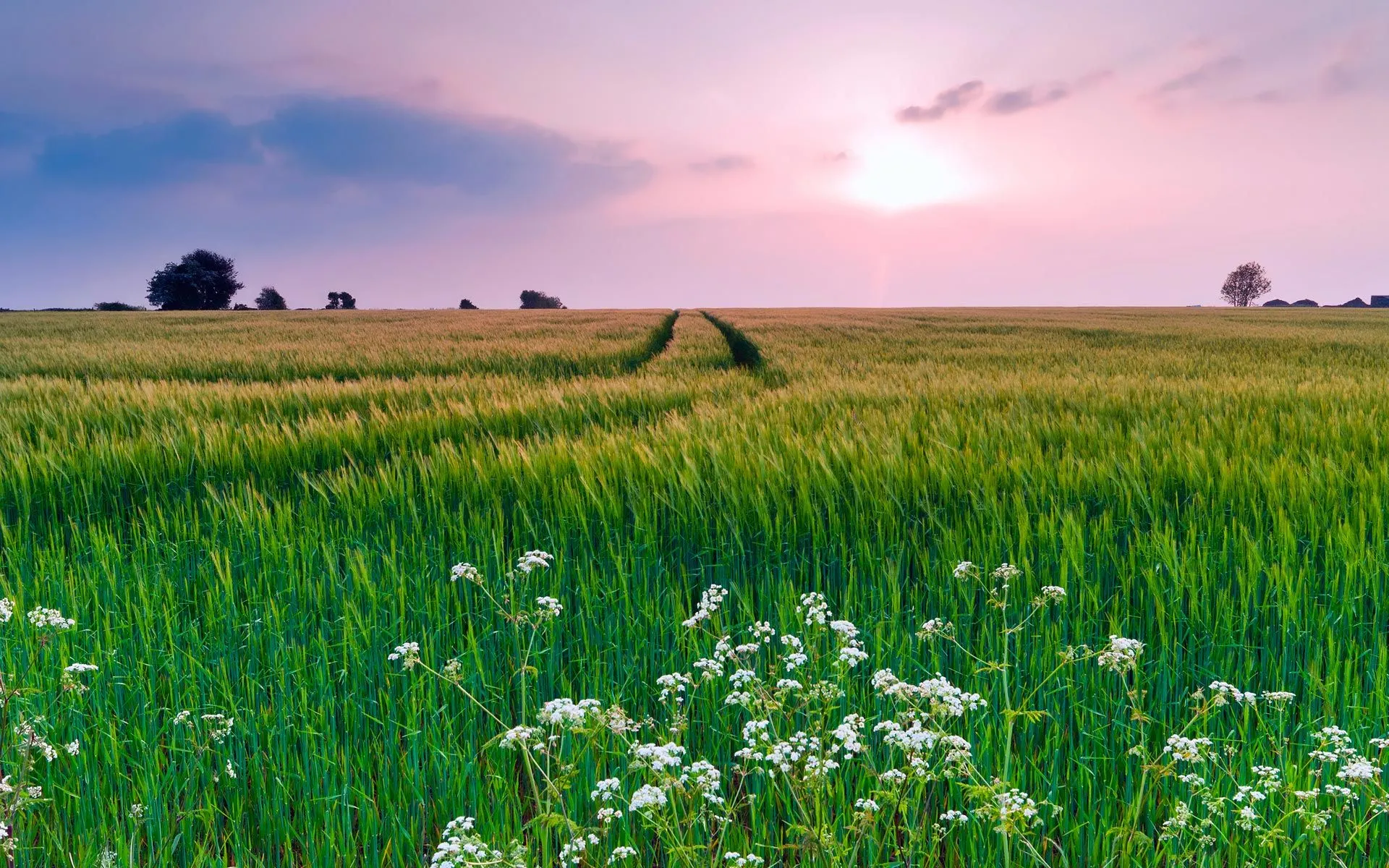 Field HD Desktop Wallpaper 17325