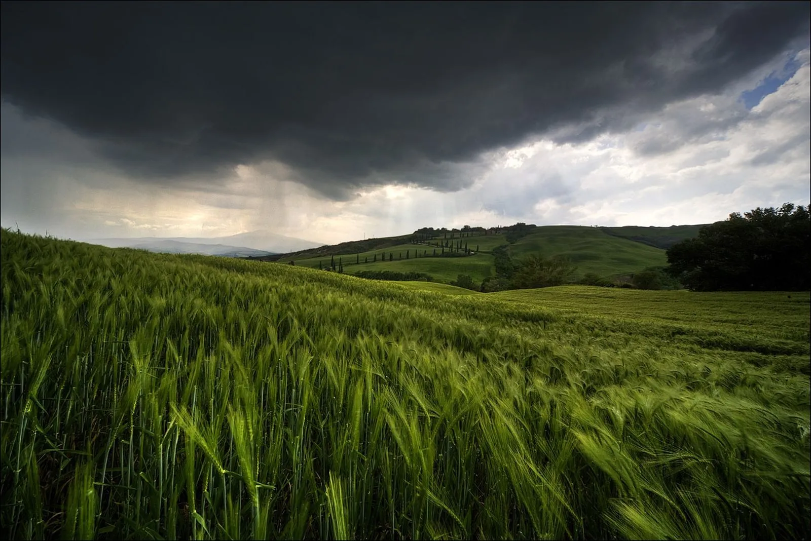 Serene Nature Field: HD Wallpaper for Tranquil Scenes
