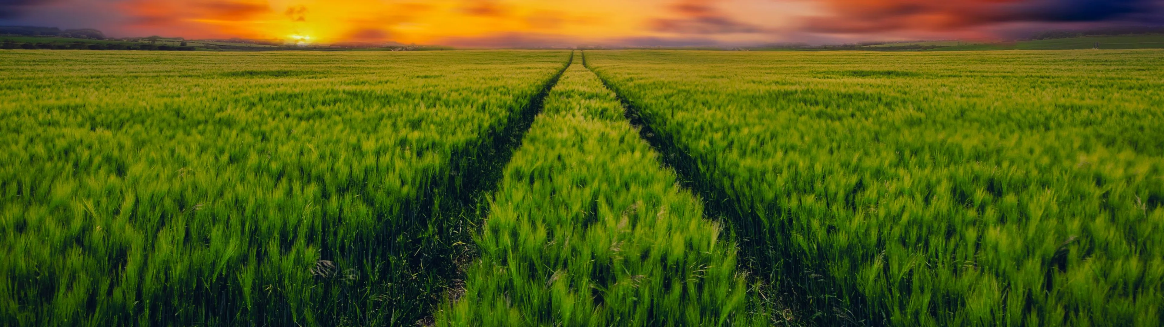 Grass field Wallpaper 4K, Green Grass, Farm Land