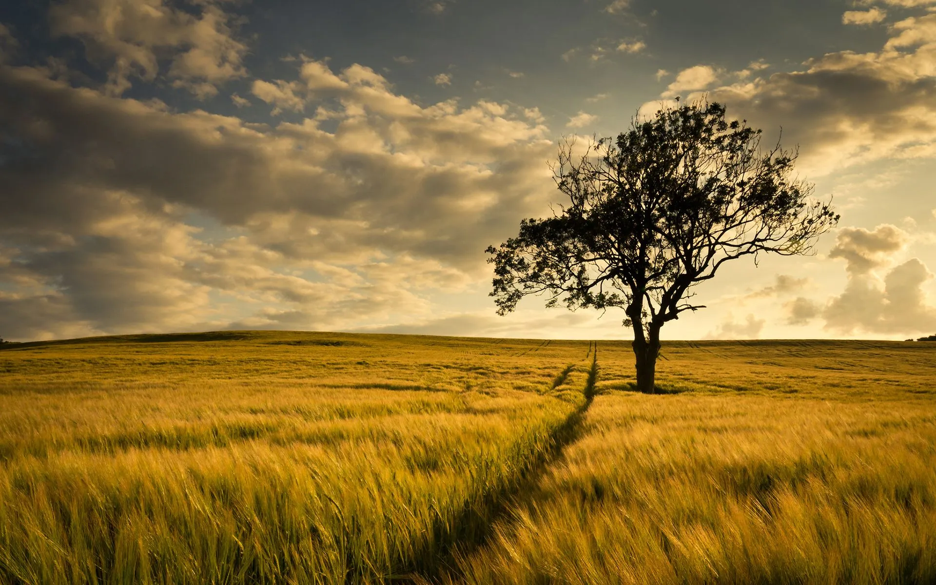tree, Field Wallpaper HD / Desktop and Mobile Background