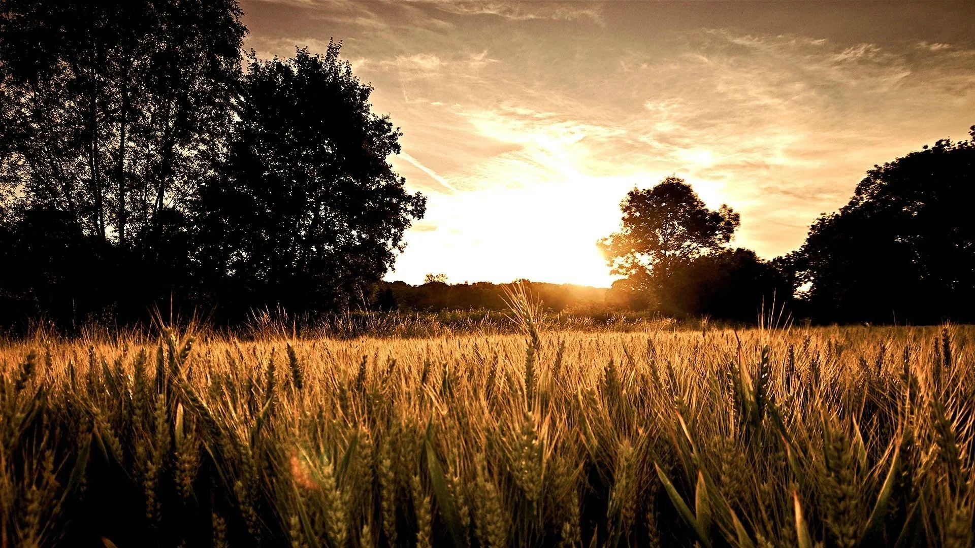 Landscape Field Wallpaper 1920x1080 56743