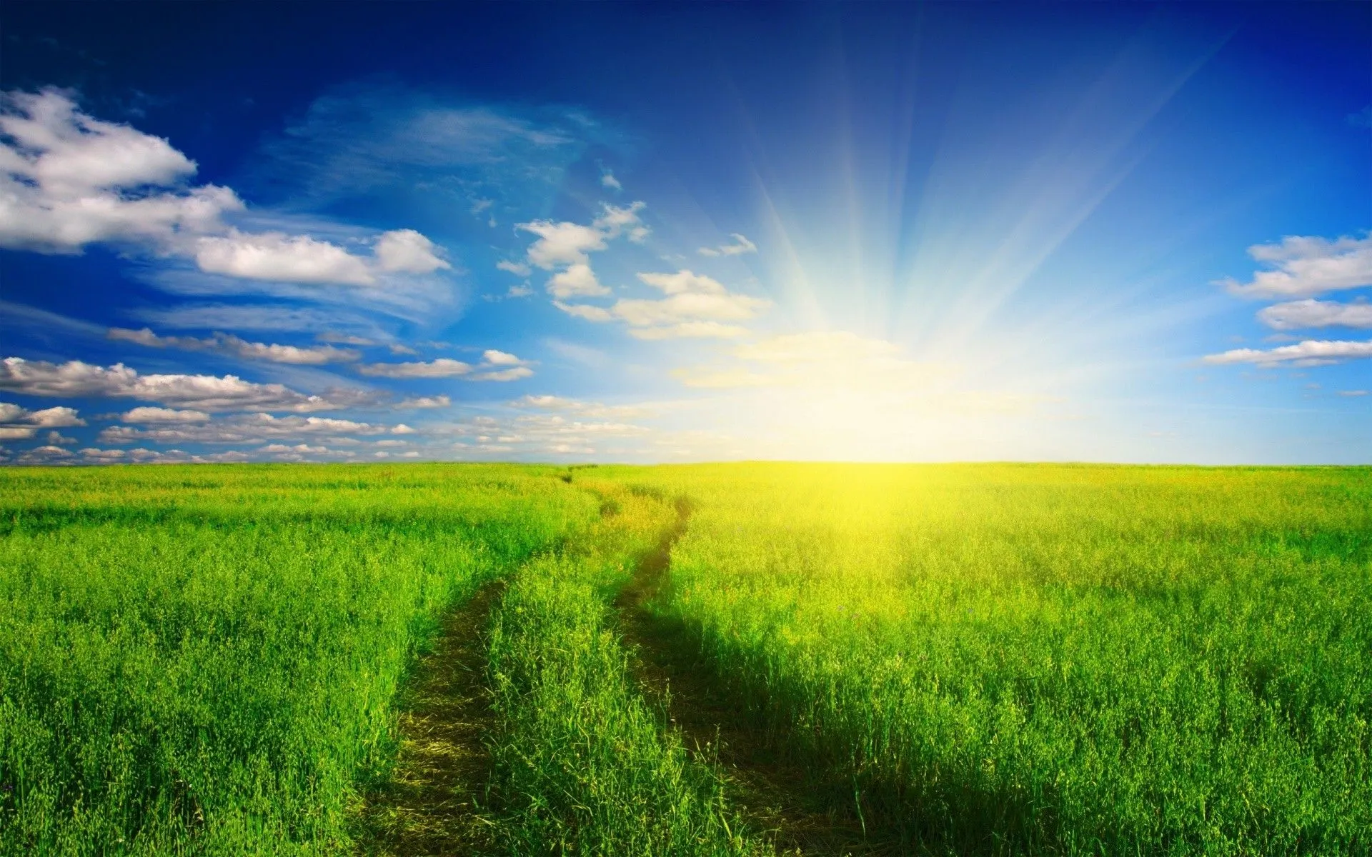 A green field against the background of dawn