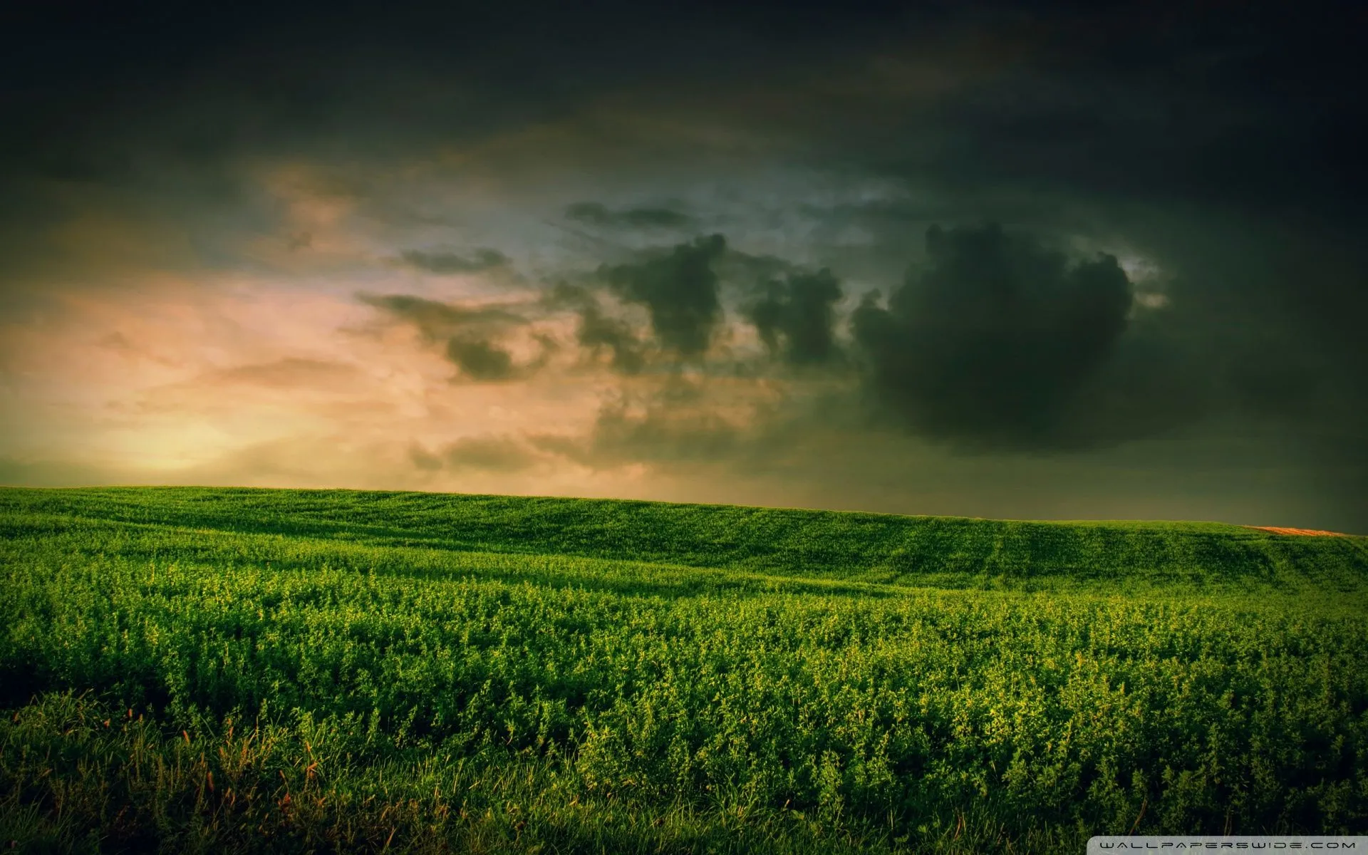 Beautiful Green Grass Field 4K UHD Wallpaper for UltraHD Desktop and TV, Dual Monitor, Smartphone and Tablet Devices