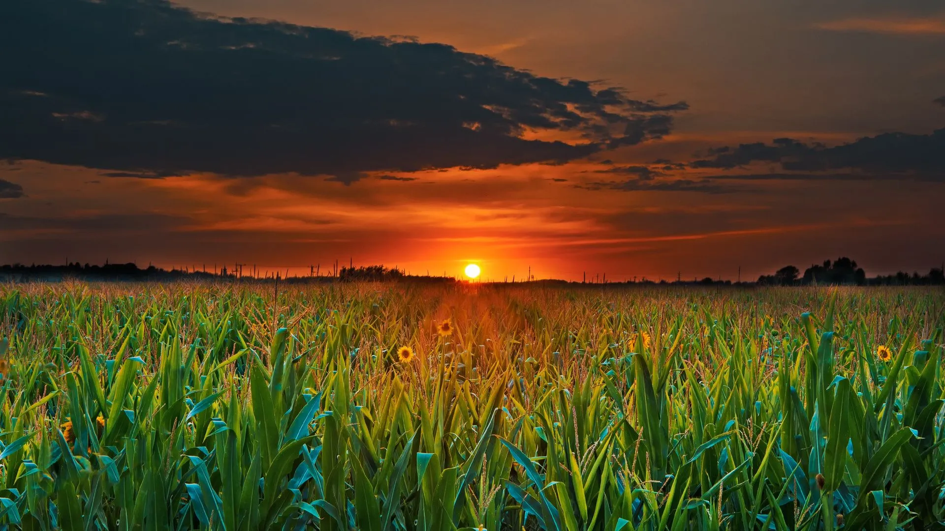 Crop Field Sunset Laptop Full HD 1080P , HD 4k Wallpaper, Image, Background, Photos and Picture