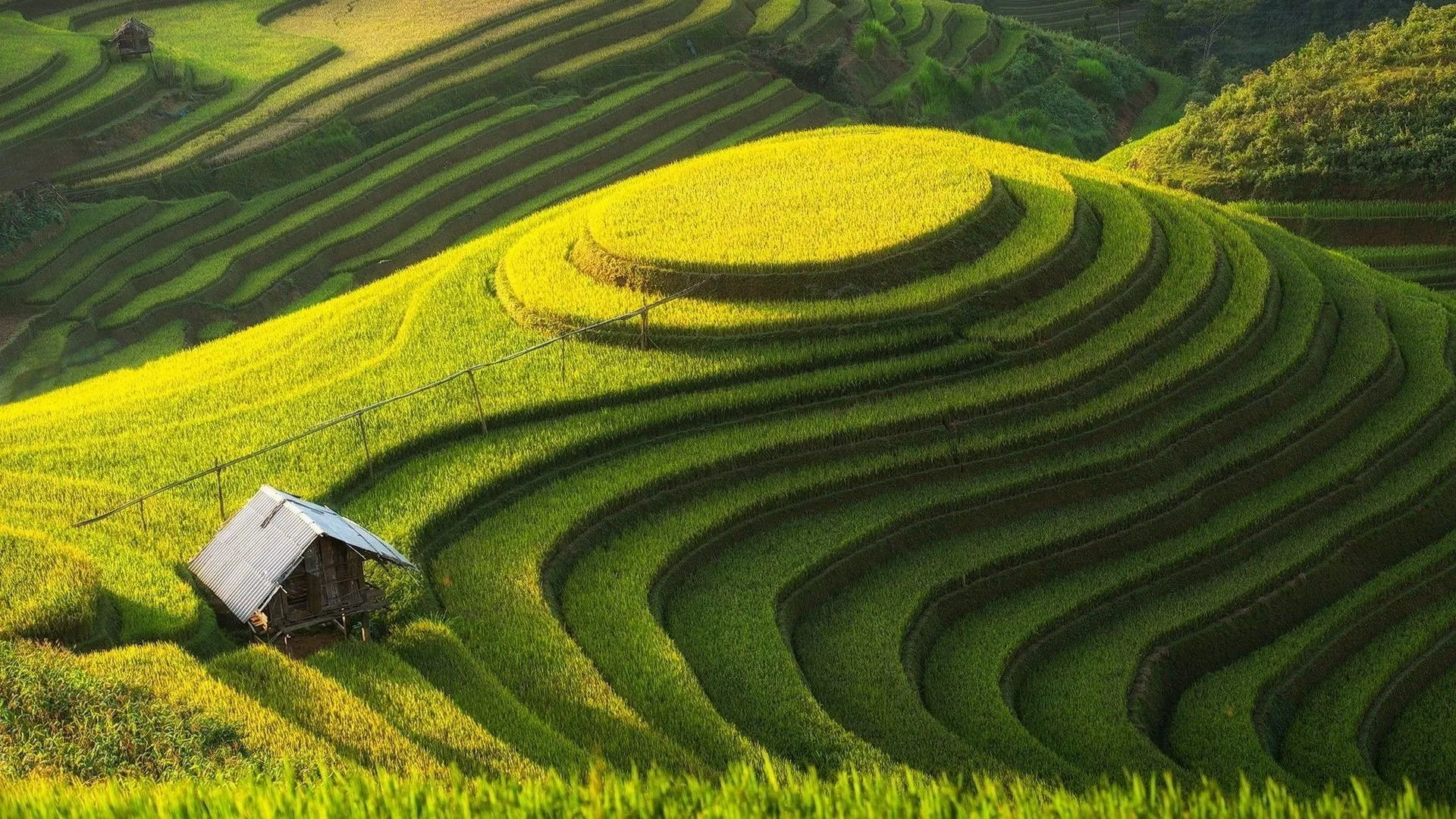 Landscape Field Wallpaper 1920x1080 56745