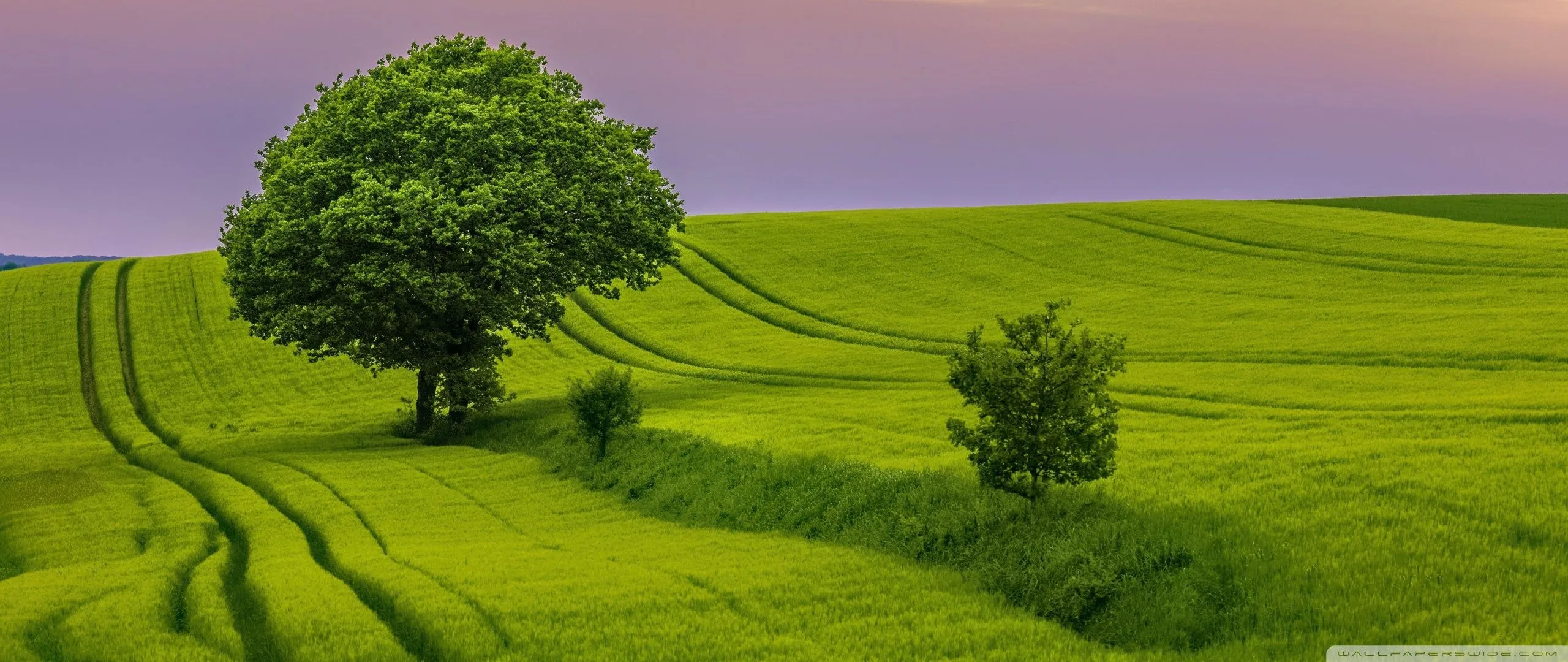 Green Field 4K UHD Wallpaper for UltraHD Desktop and TV, Widescreen and UltraWide Display, Smartphone and Tablet Devices