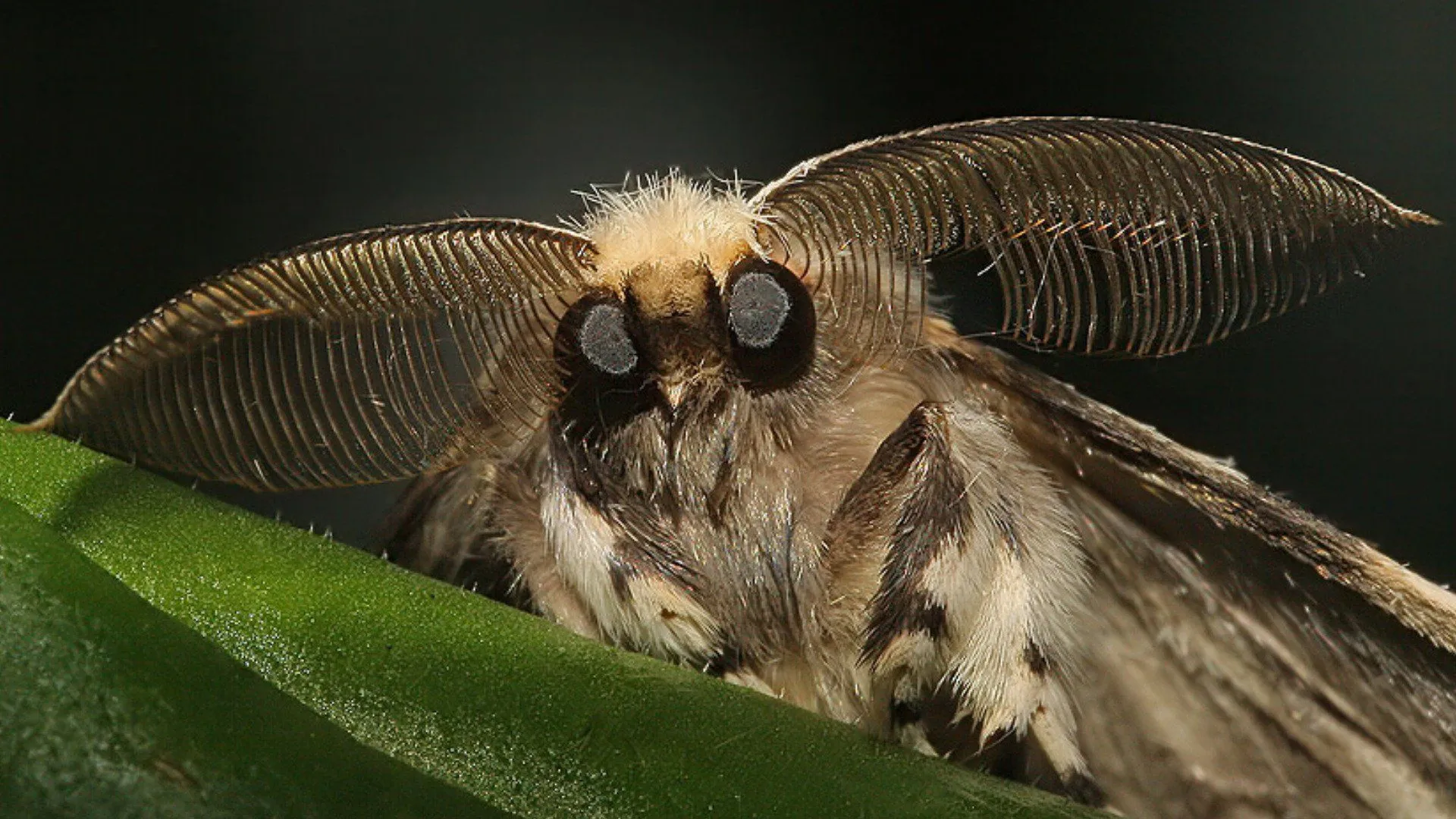 Velvet Antennae: HD Moth Wallpaper