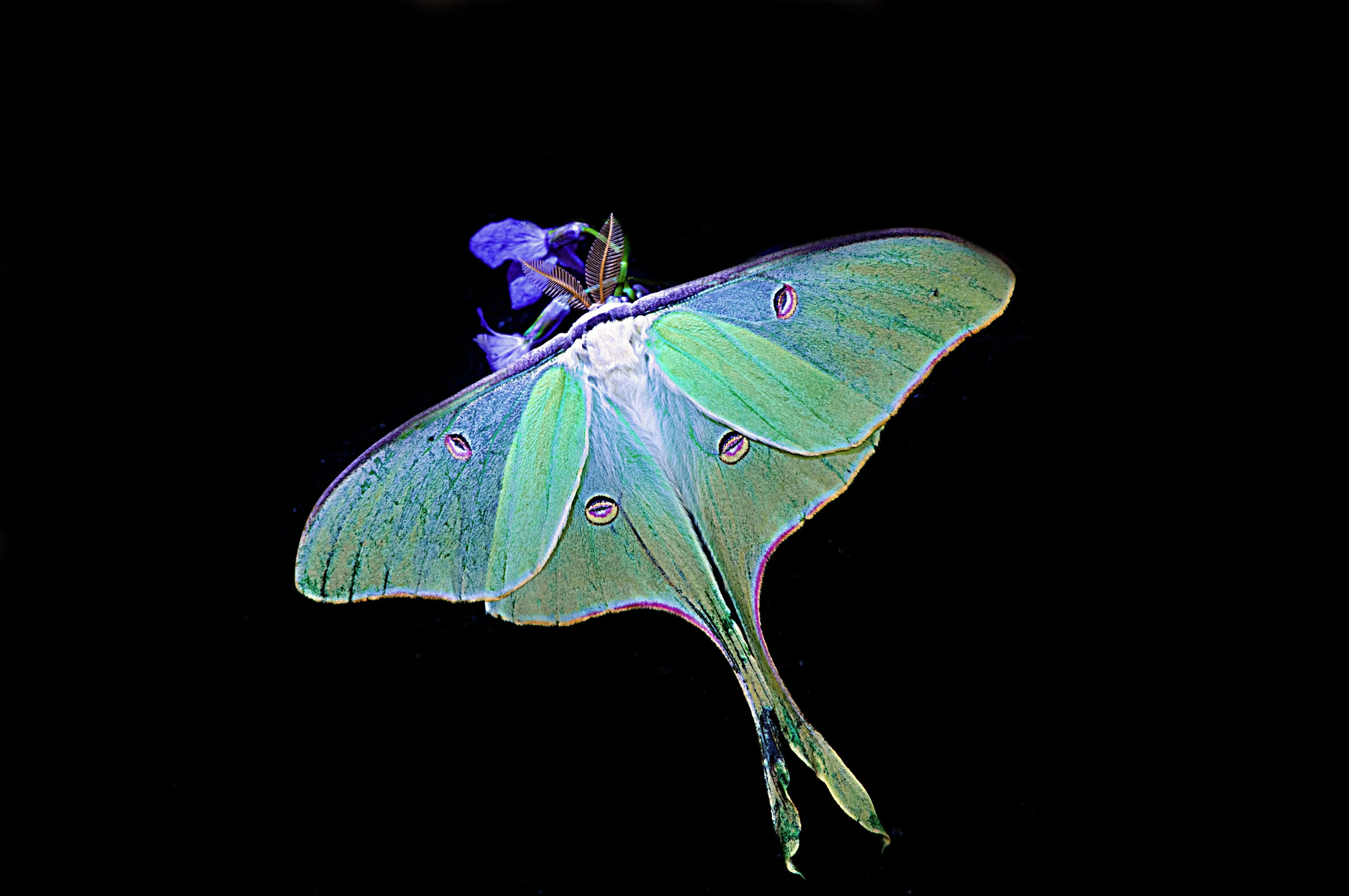 Luna Moth Desktop Widescreen Wallpaper 74611