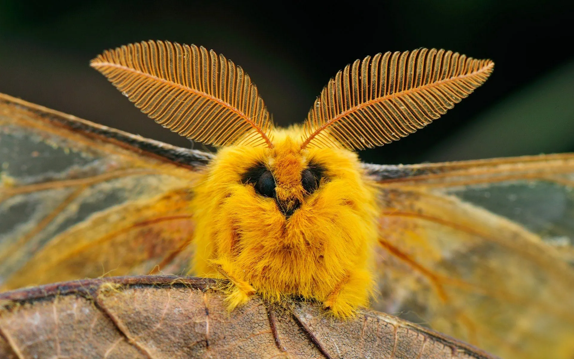 Squeaking Silk Moth Majesty