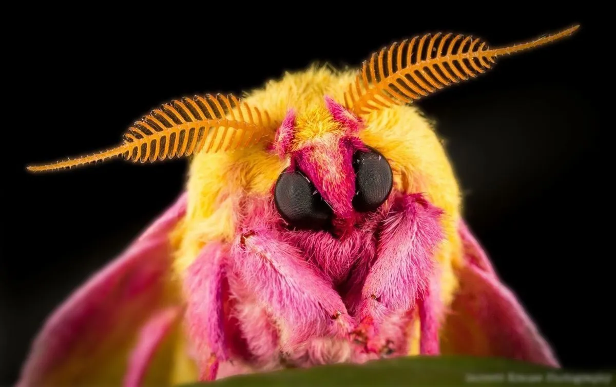 Rosy Maple Moth Desktop Wallpaper 78709