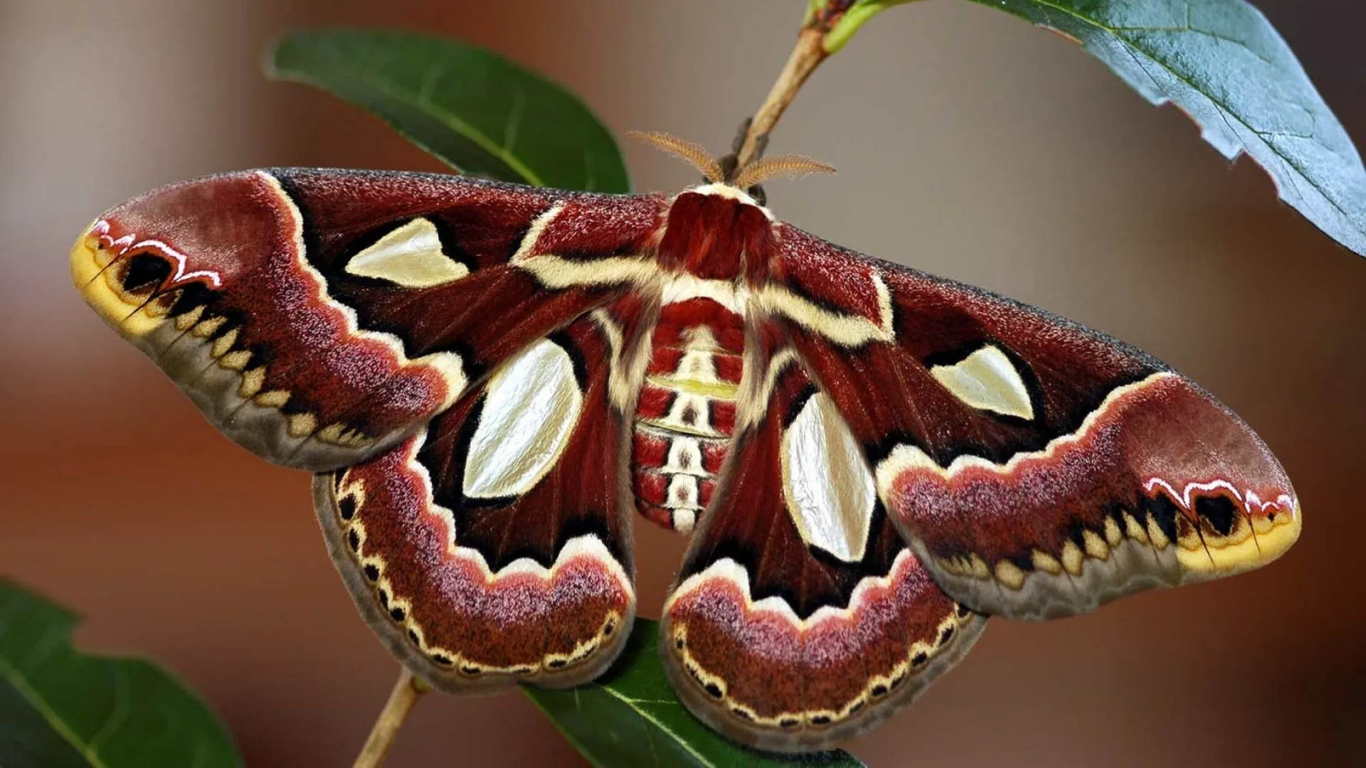 Download Animal Moth HD Wallpaper