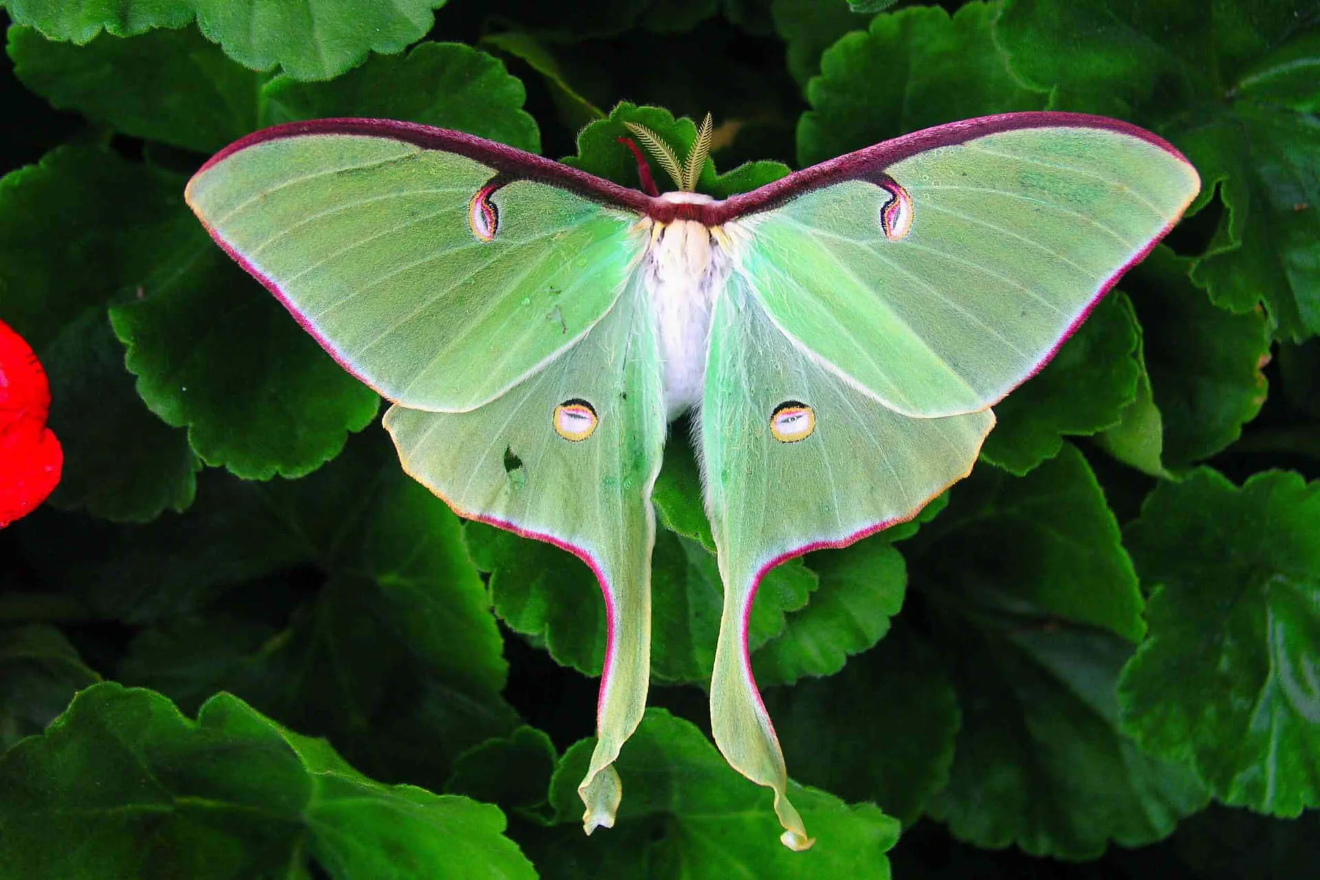 Luna Moth Wallpaper