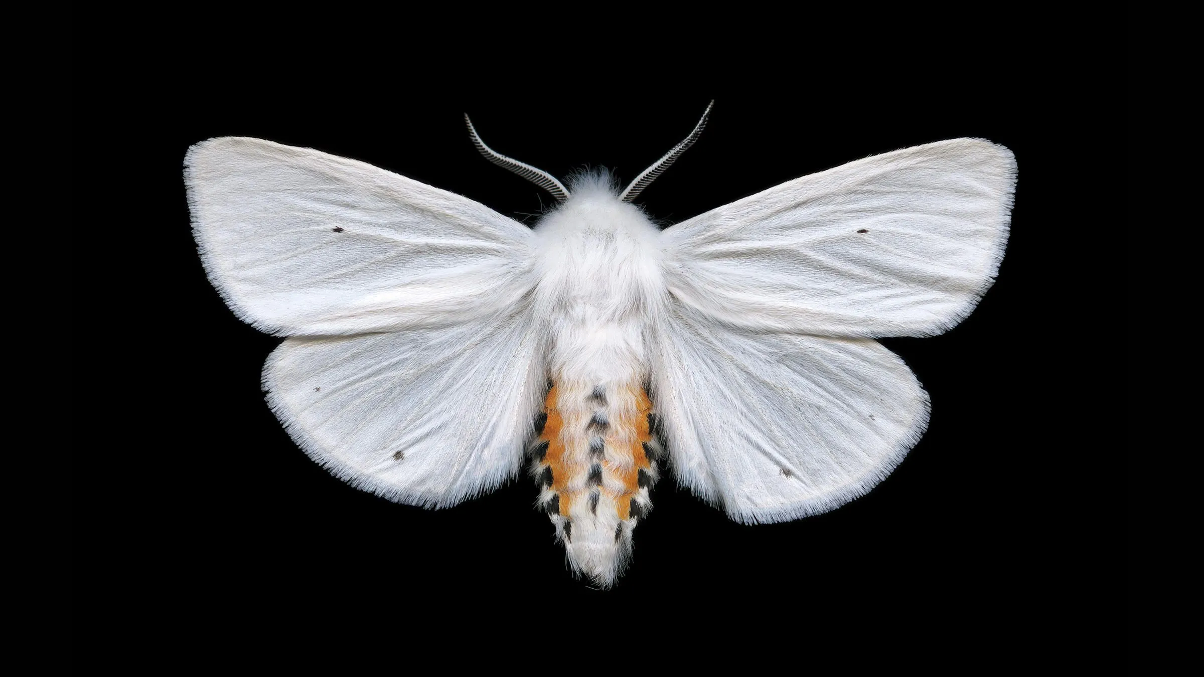 Moth Wallpaper