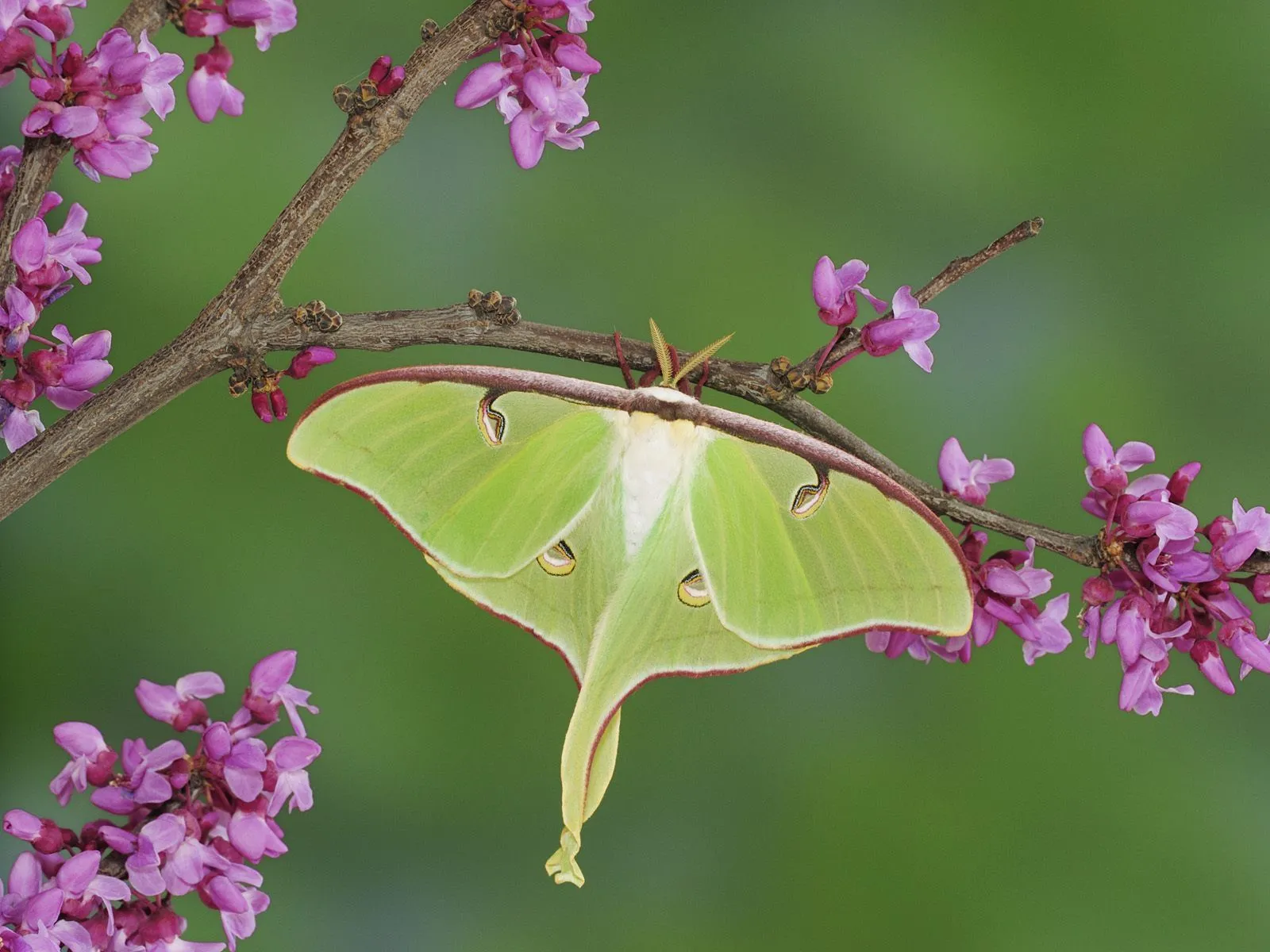 Free Luna Moth 4K Wallpaper & Desktop HD Background for PC