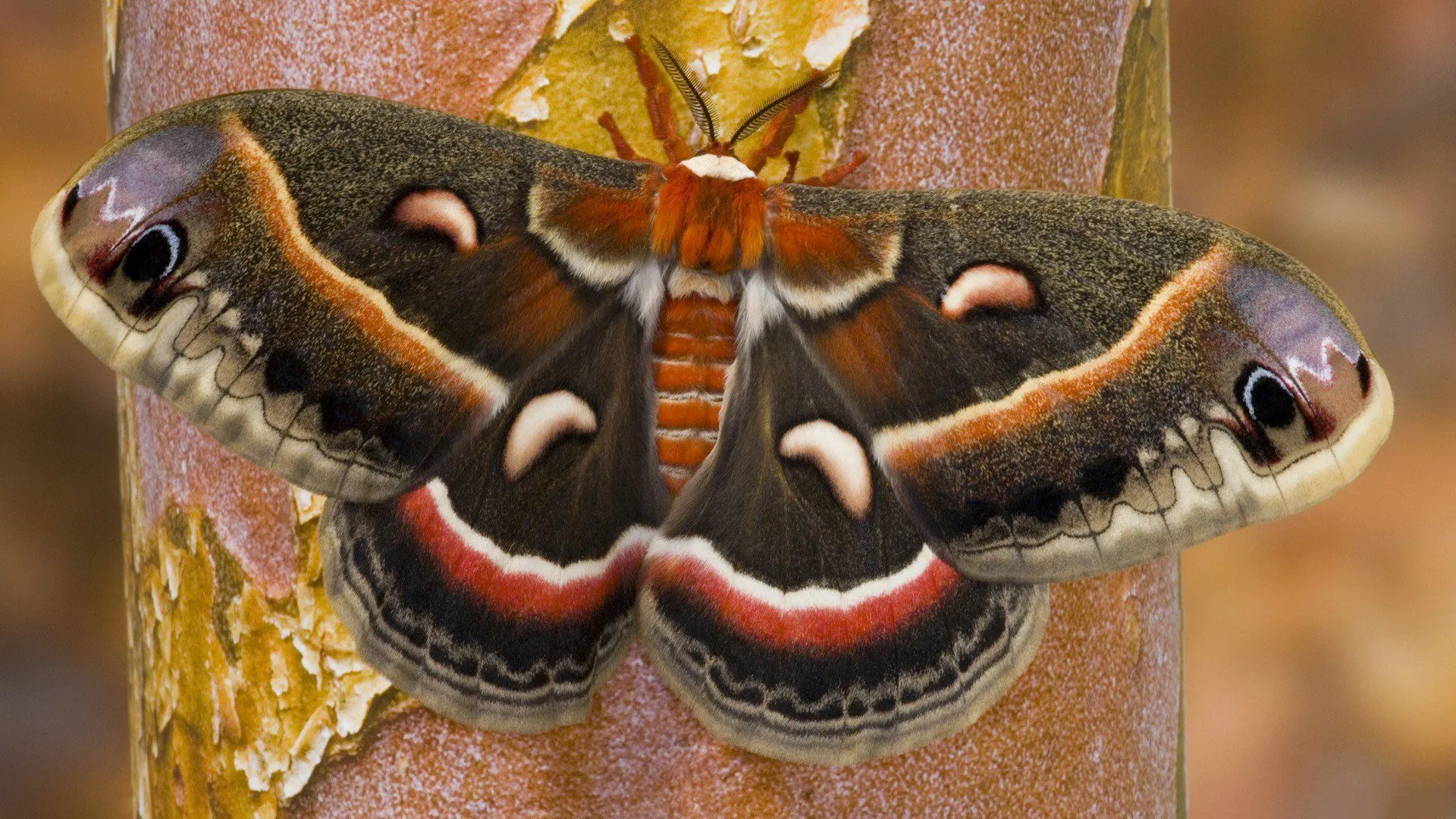 Majestic Moth in Stunning HD Detail
