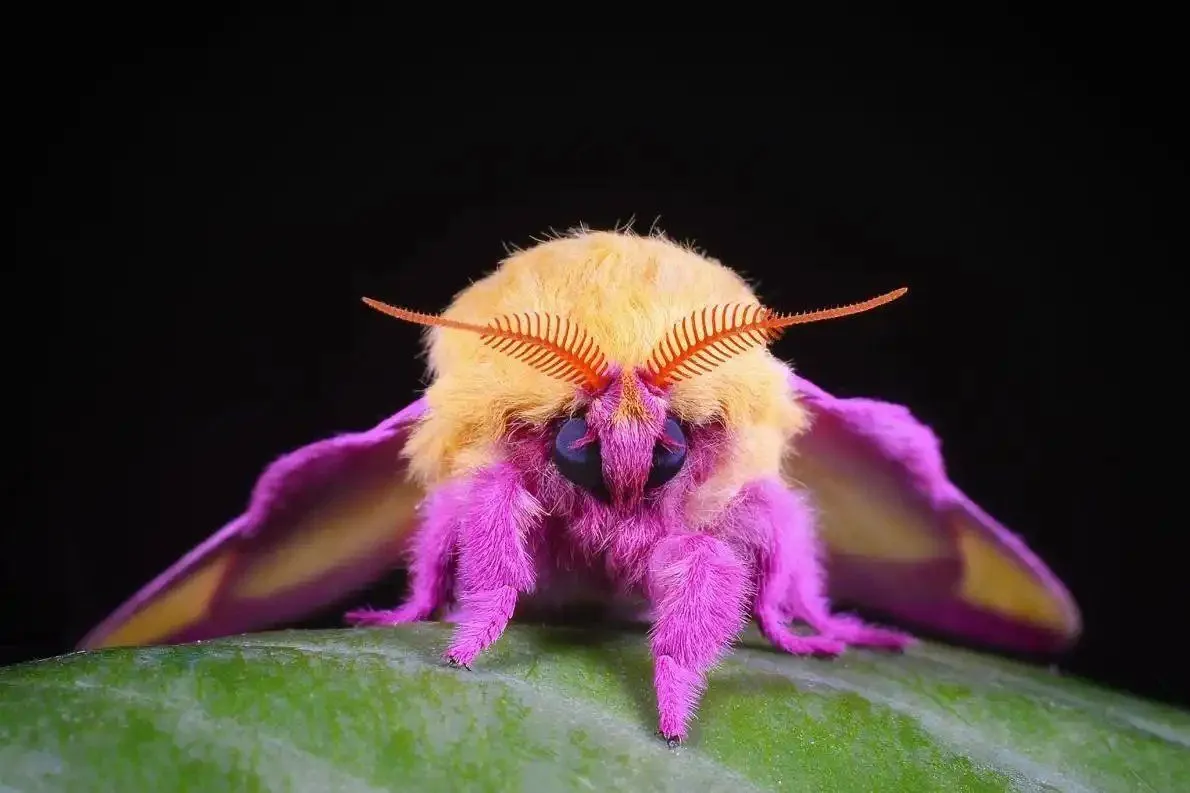 Rosy Maple Moth HD Desktop Wallpaper 78711