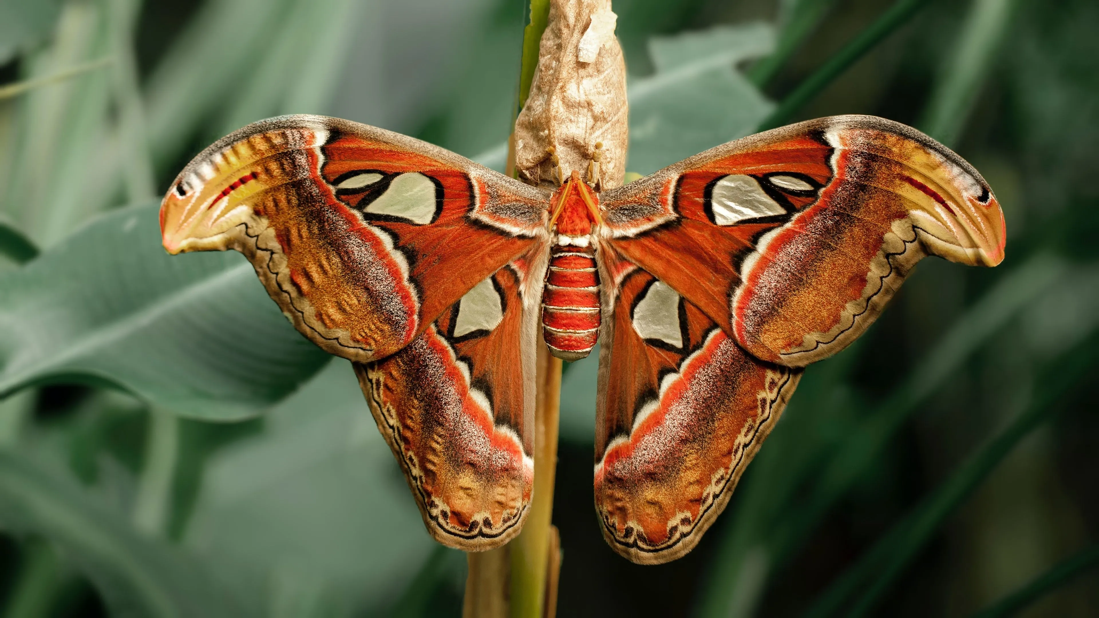 Moth Wallpaper