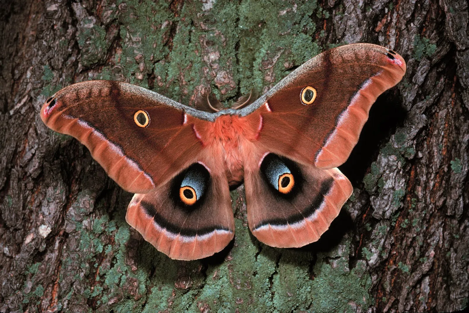 Desktop wallpaper: Moth, Insect, Animal, Bark, Nature, Silk Moth, Tree 4K free download for PC. 660917