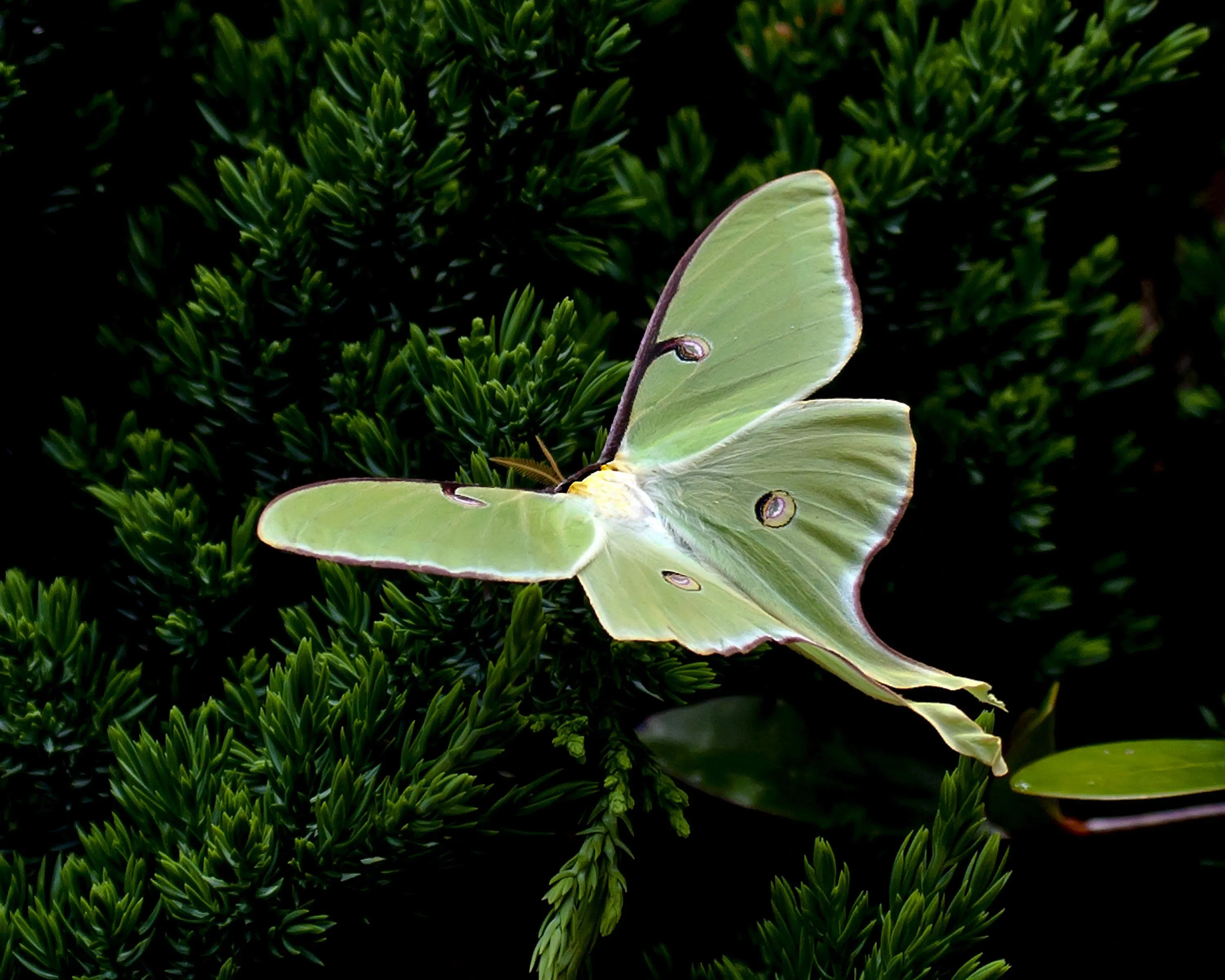 Luna Moth Background HD Wallpaper 74604