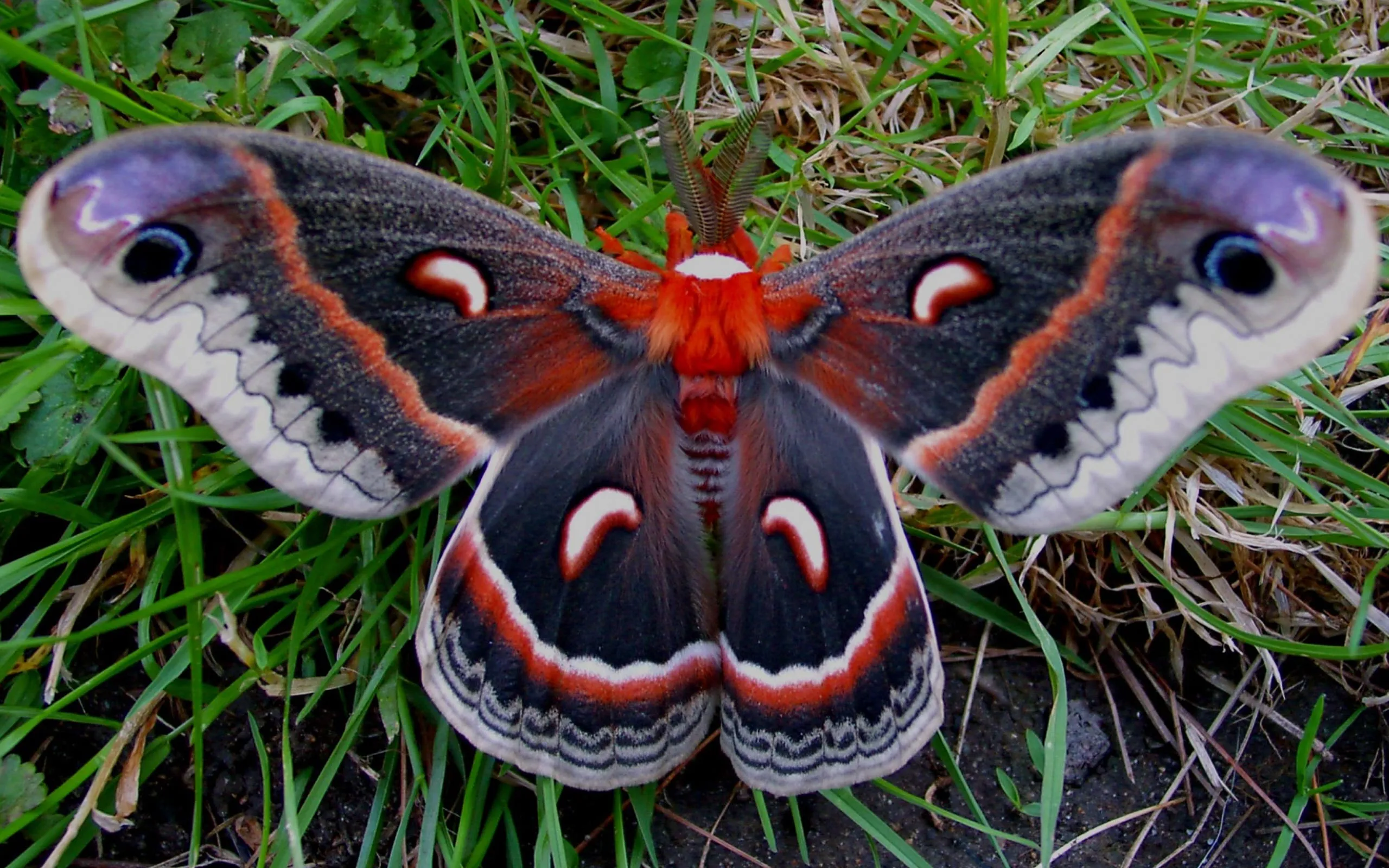 Free Silk Moth 4K Wallpaper & Desktop HD Background for PC