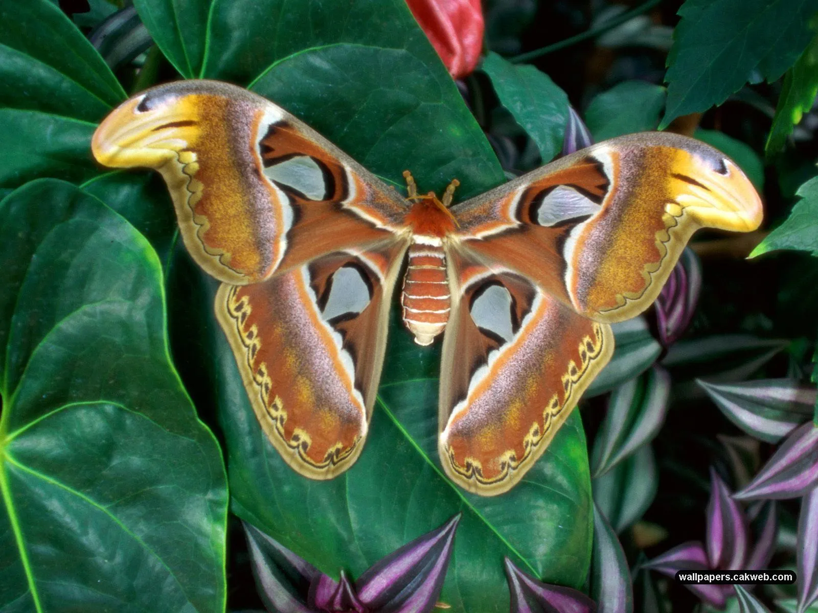 Desktop wallpaper: Animal, Moth 4K free download for PC. 674701