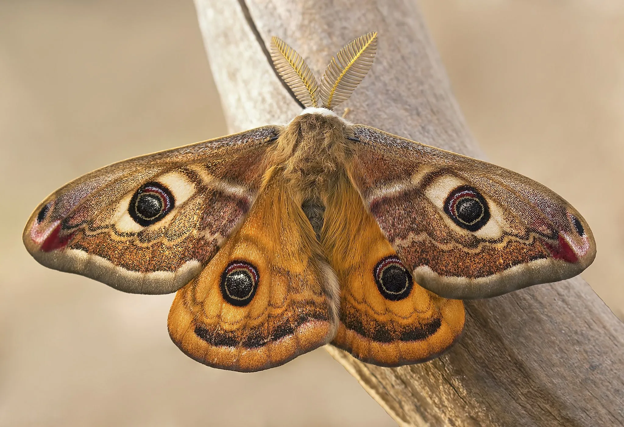 Wallpaper butterfly, Emperor moth, Saturnia for mobile and desktop, section макро, resolution 2048x1400