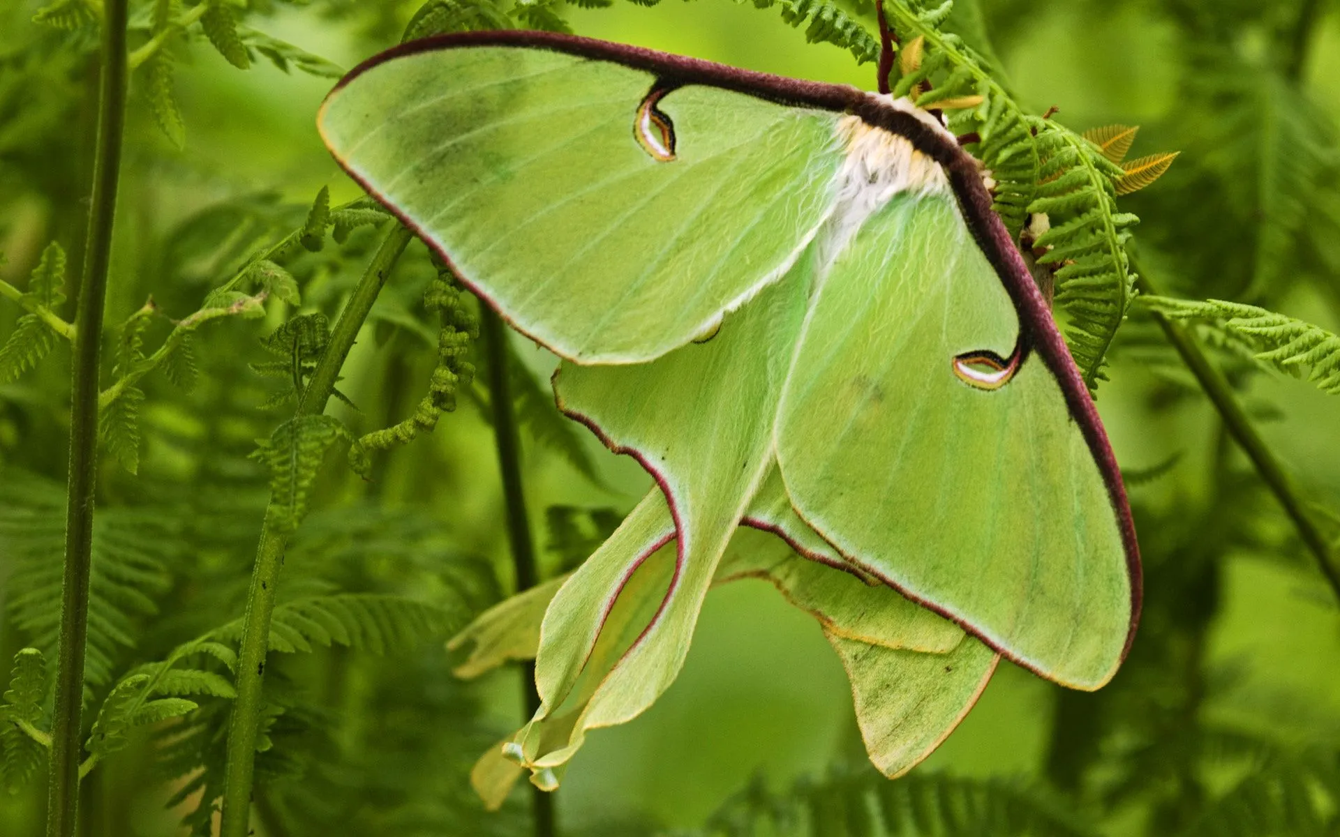 Moth Wallpaper