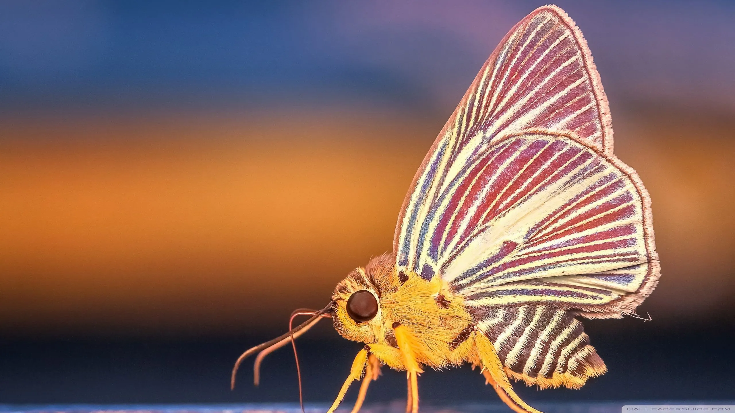 Beautiufl Moth 4K UHD Wallpaper for UltraHD Desktop and TV, Widescreen and UltraWide Display, Smartphone and Tablet Devices