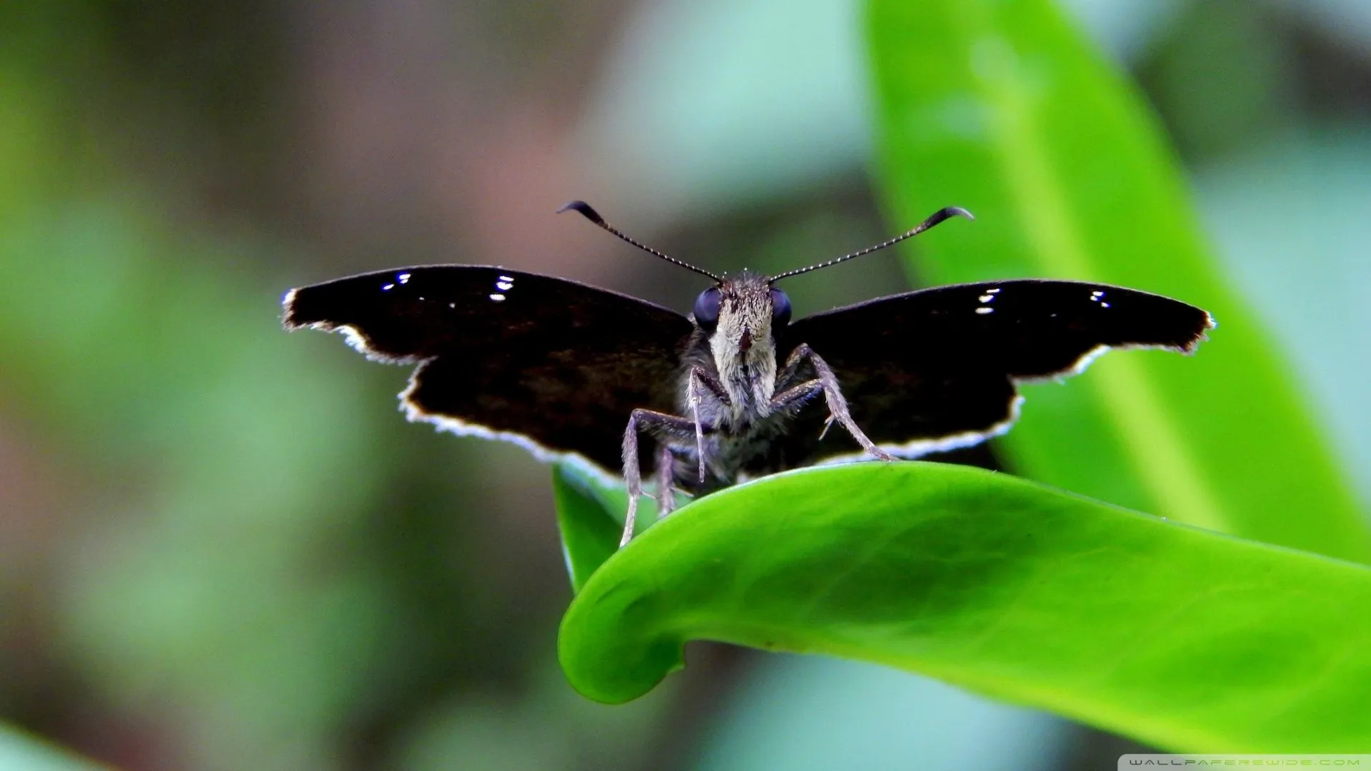 Moth Butterfly 4K UHD Wallpaper for UltraHD Desktop and TV, Widescreen and UltraWide Display, Smartphone and Tablet Devices