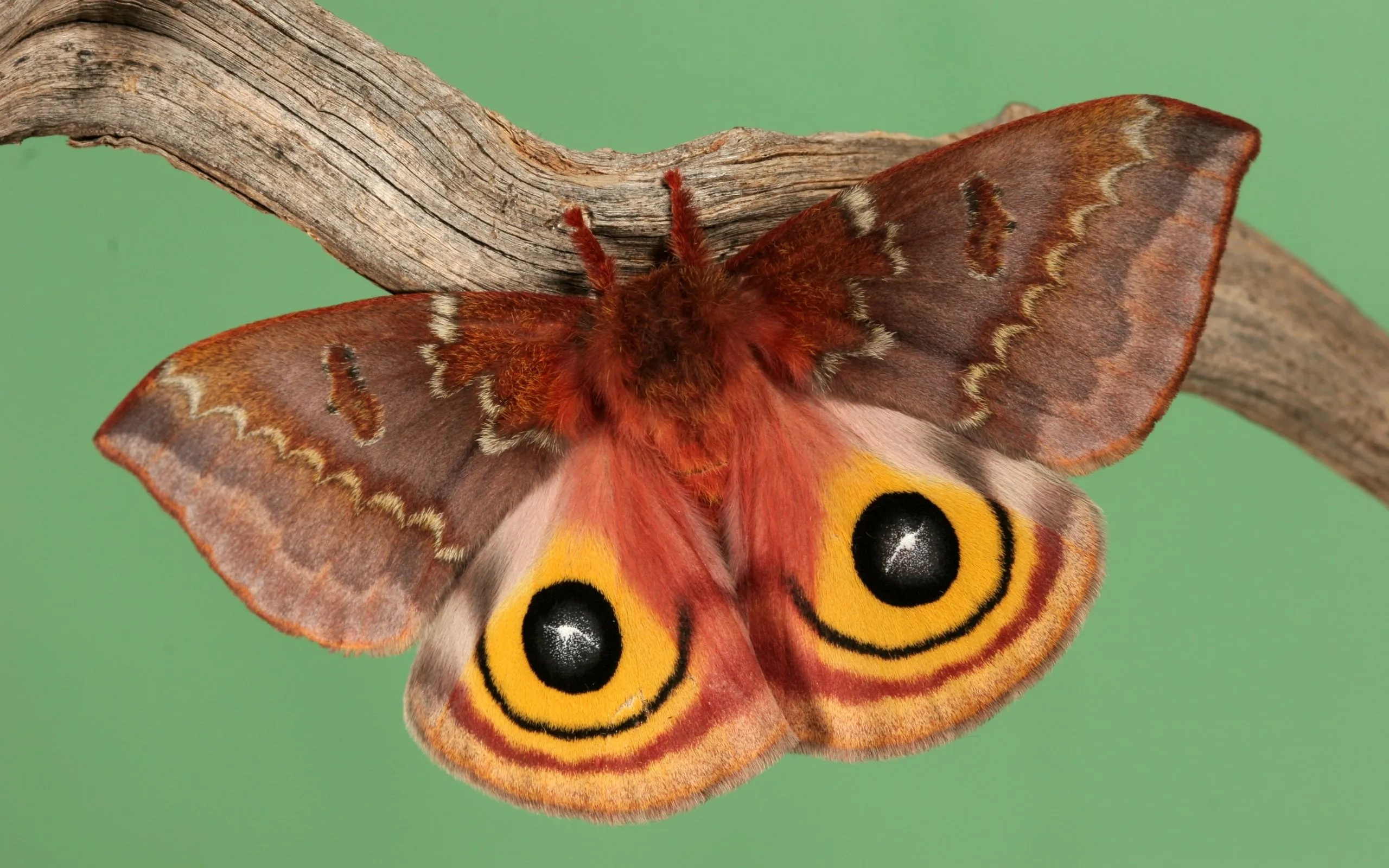 Free Moth 4K Wallpaper & Desktop HD Background for PC