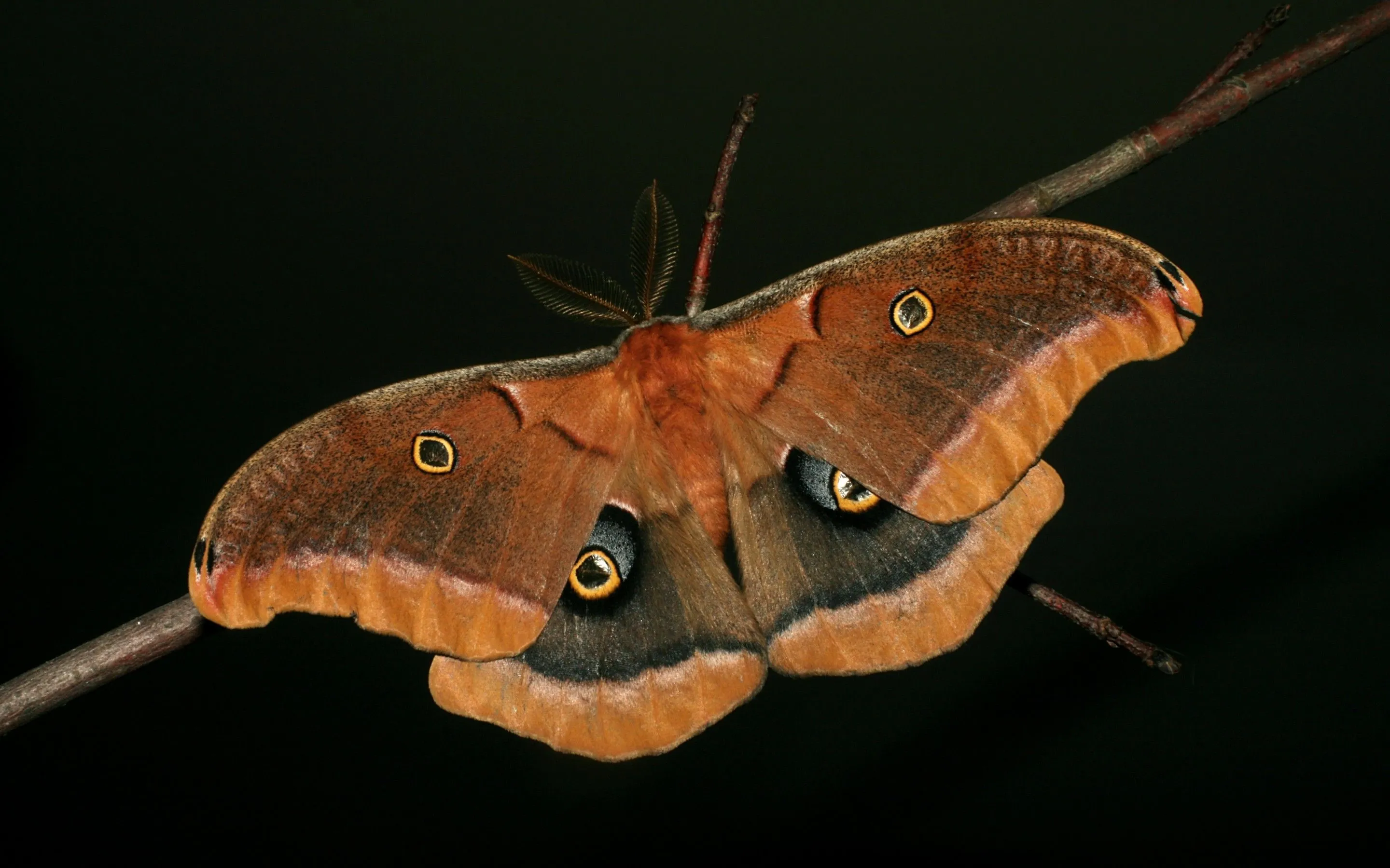 Moth Wallpaper, HD Moth Background on WallpaperBat