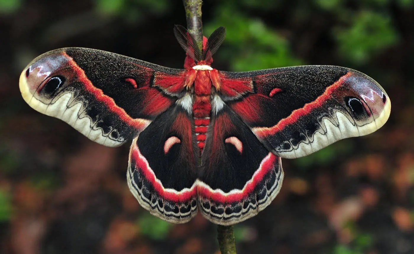 Moth Wallpaper, HD Moth Background on WallpaperBat