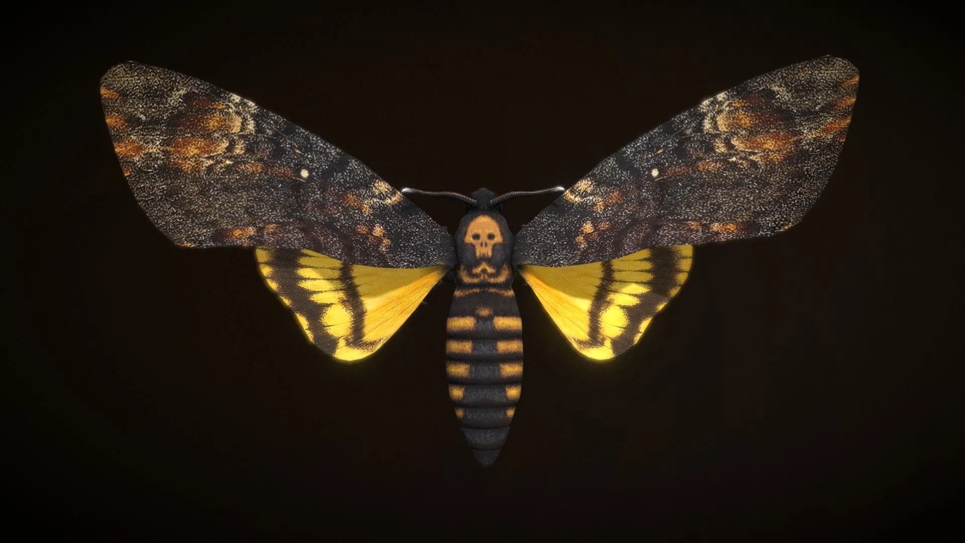 Death's Head Hawkmoth Model By 3Dsofsan [9f40e09]