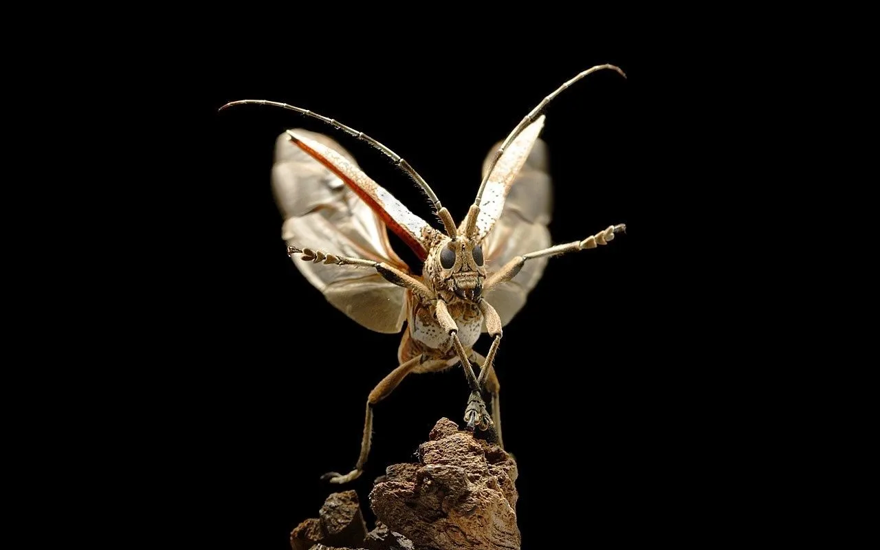 MOTHS HD wallpaper
