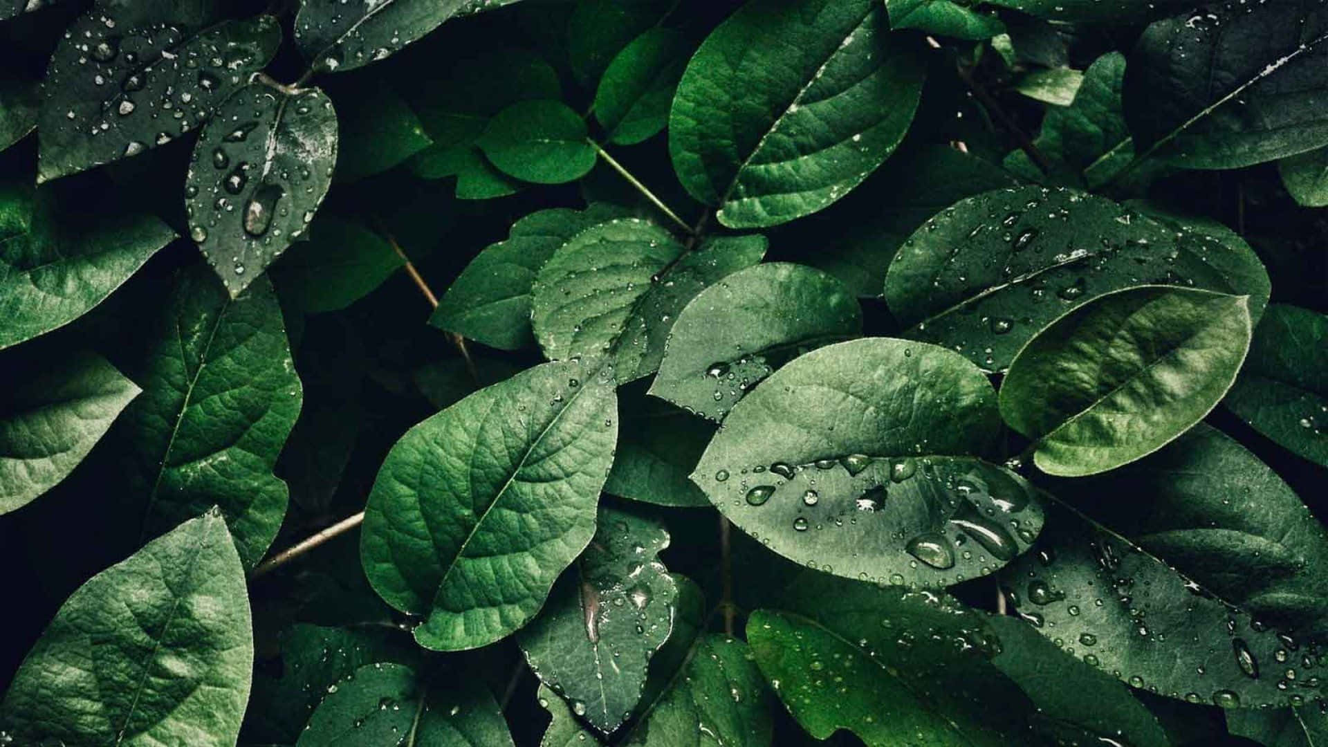 Download Tranquil Nature Green Aesthetic Desktop Background Wallpaper
