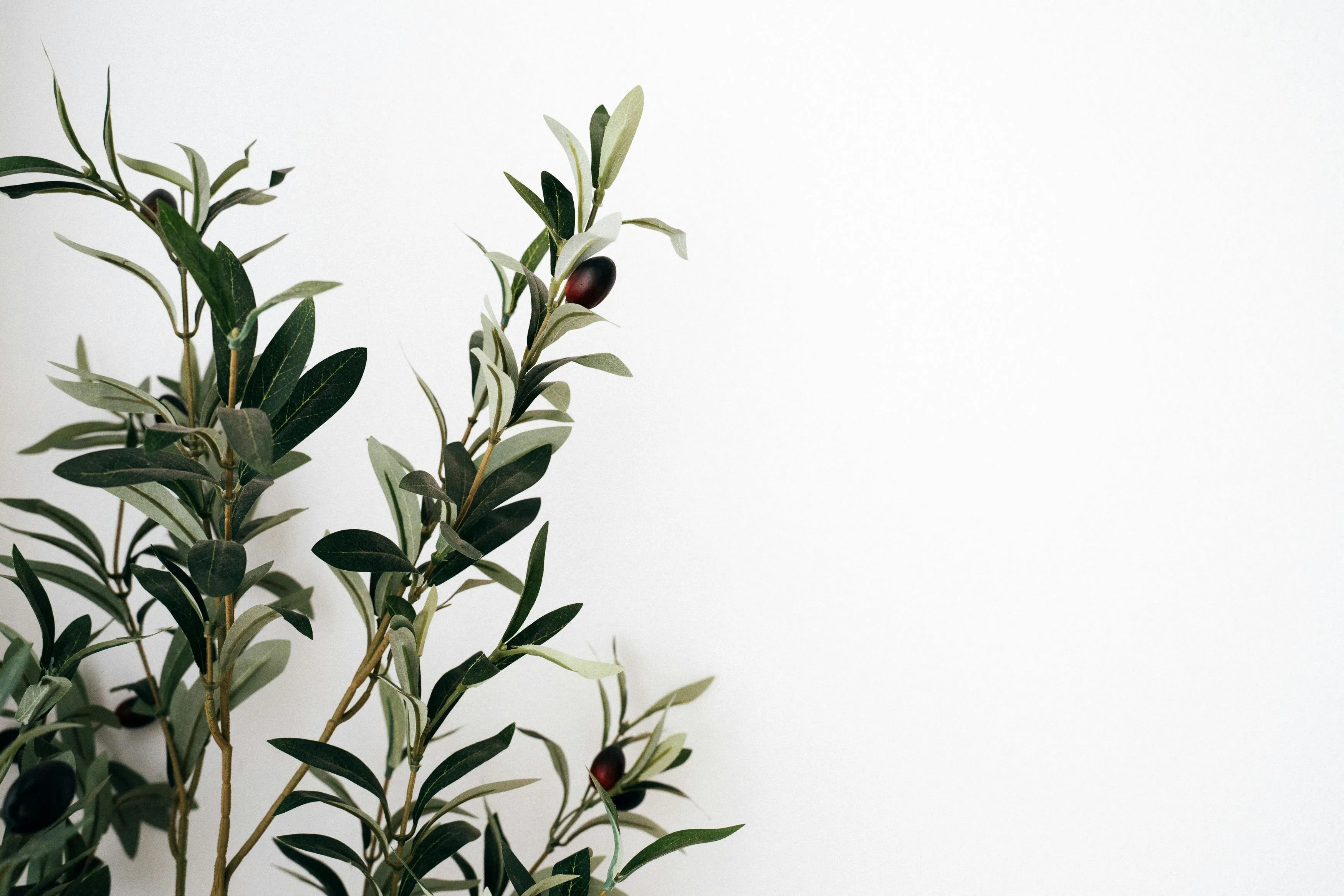 Free of 4k wallpaper, aesthetic picture, android wallpaper, artistic, botanical, branch, bright interior, calm, clean, colorful wallpaper, cool wallpaper, decor, design, elegant, empty space, evergreen, flora, free wallpaper, fresh, garden