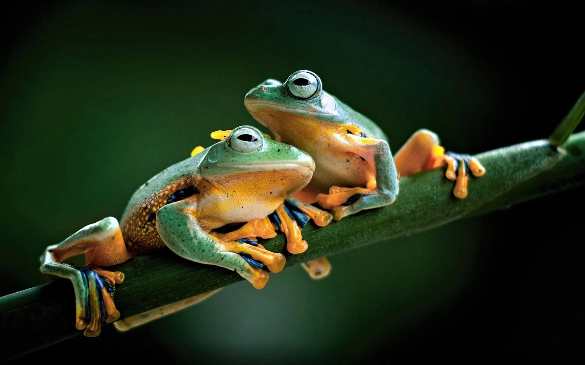 Charming Tree Frogs HD Wallpaper