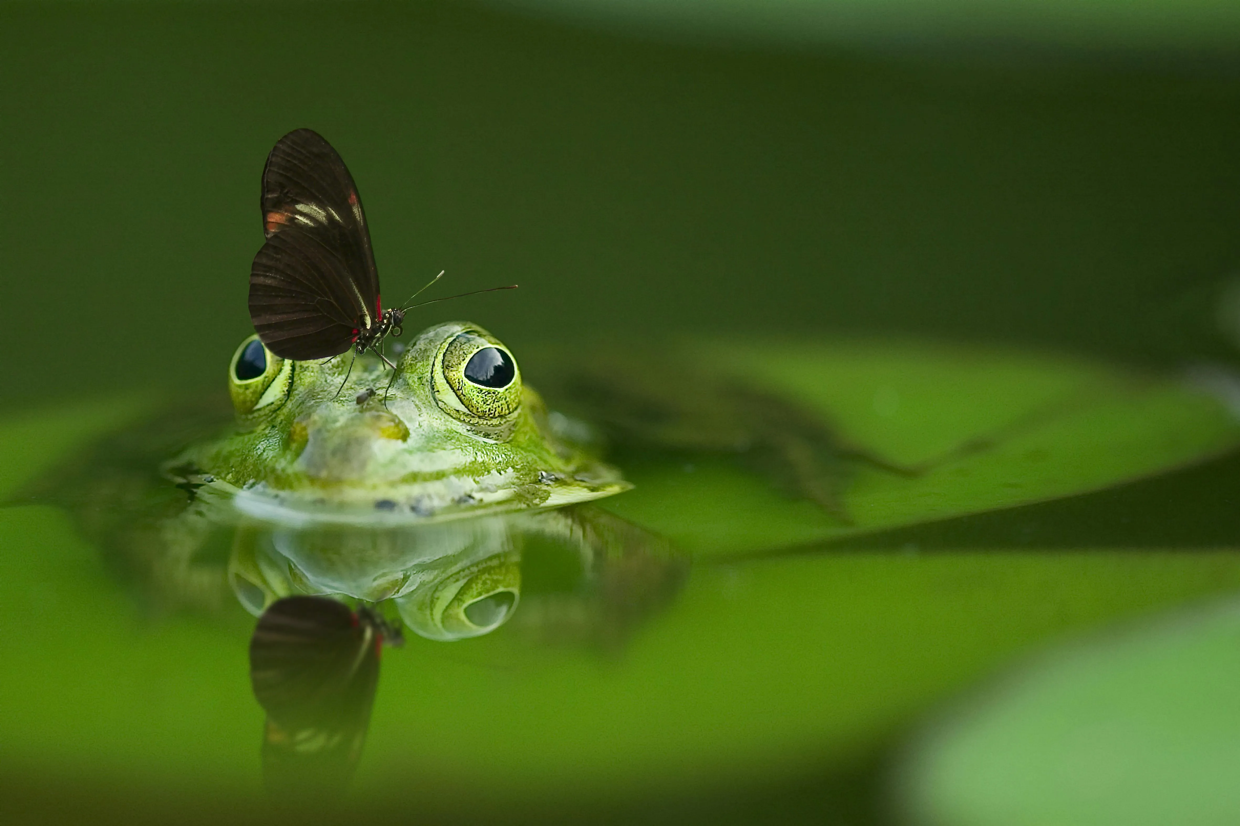 Laptop Wallpaper Green Cute Frog Photo, Download The BEST Free Laptop Wallpaper Green Cute Frog & HD Image