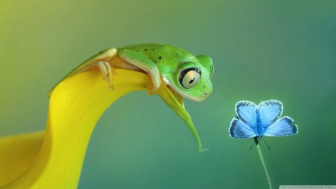 Cute Frog 4K UHD Wallpaper for UltraHD Desktop and TV, Widescreen and UltraWide Display, Smartphone and Tablet Devices